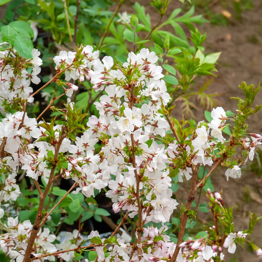 Cerisier à fleurs du Japon Brillant - Image 2