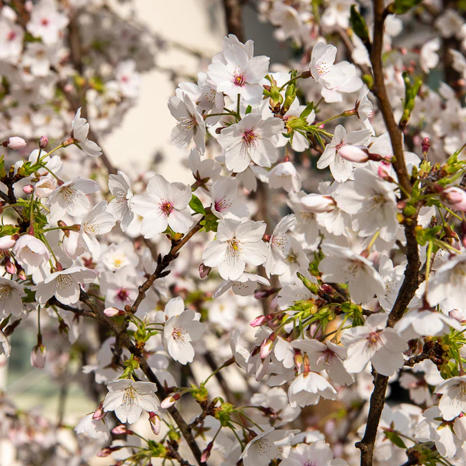 Cerisier à fleurs du Tibet - Image 2