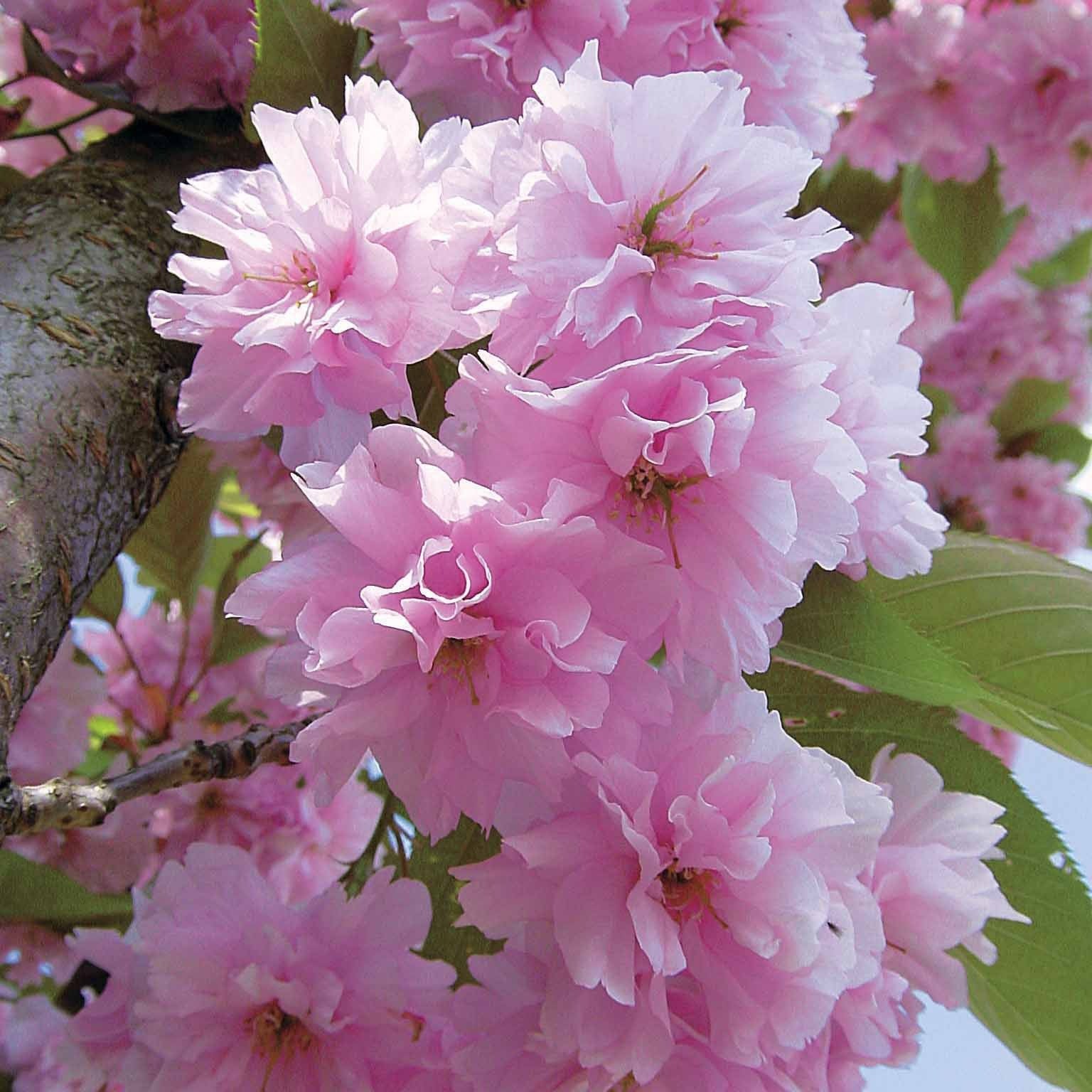 Cerisier à fleurs Kanzan - Image 7