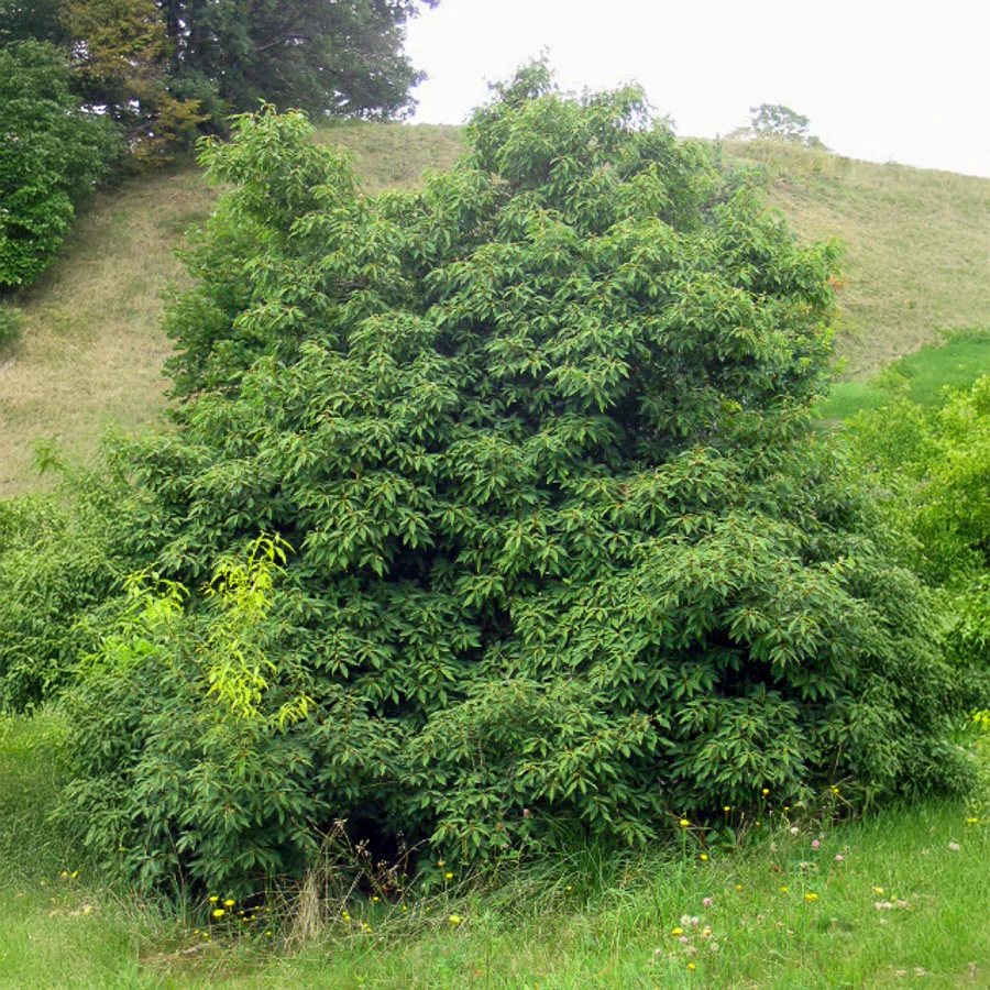 Chêne à feuilles de myrsine - Image 3