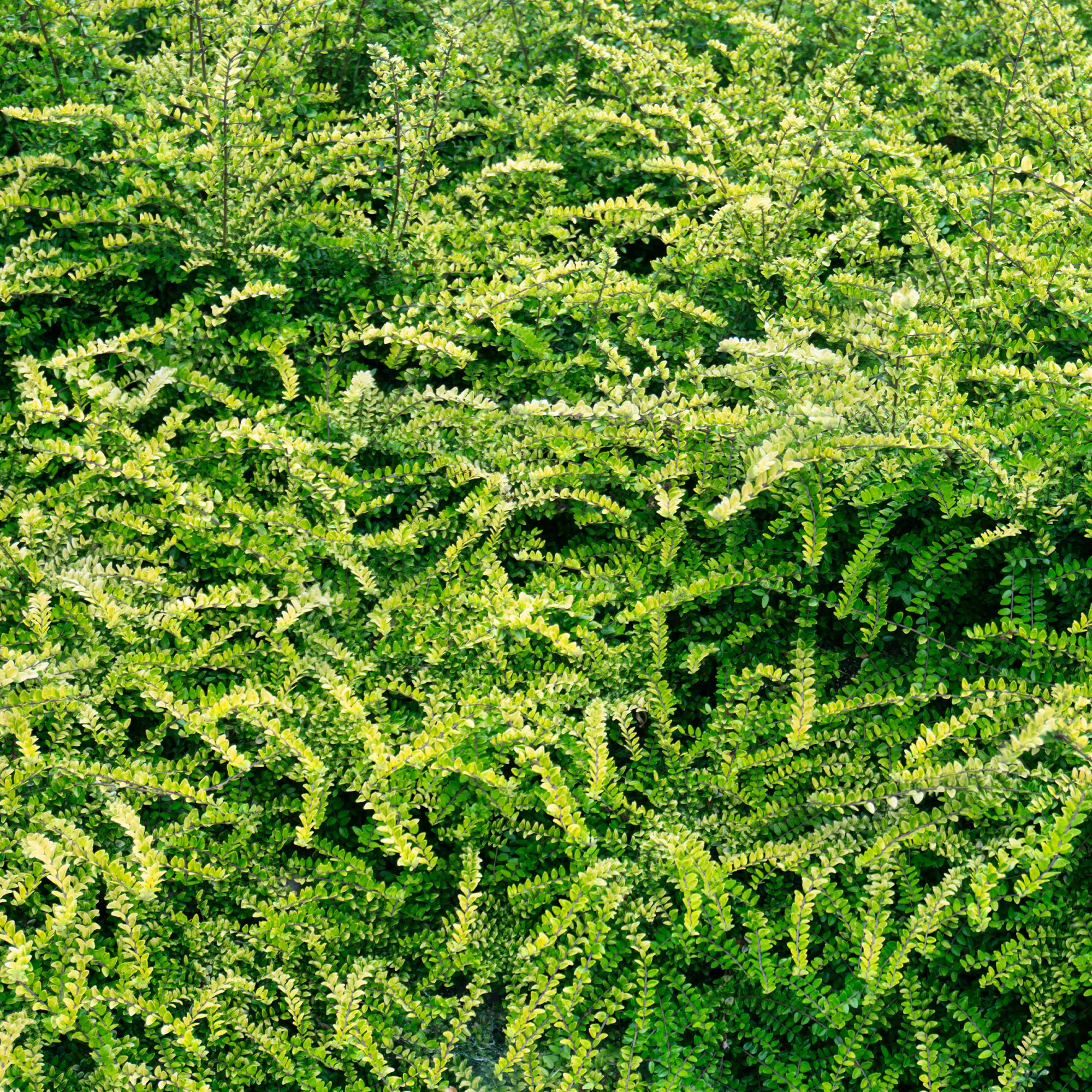 Chèvrefeuille arbustifs MossGreen