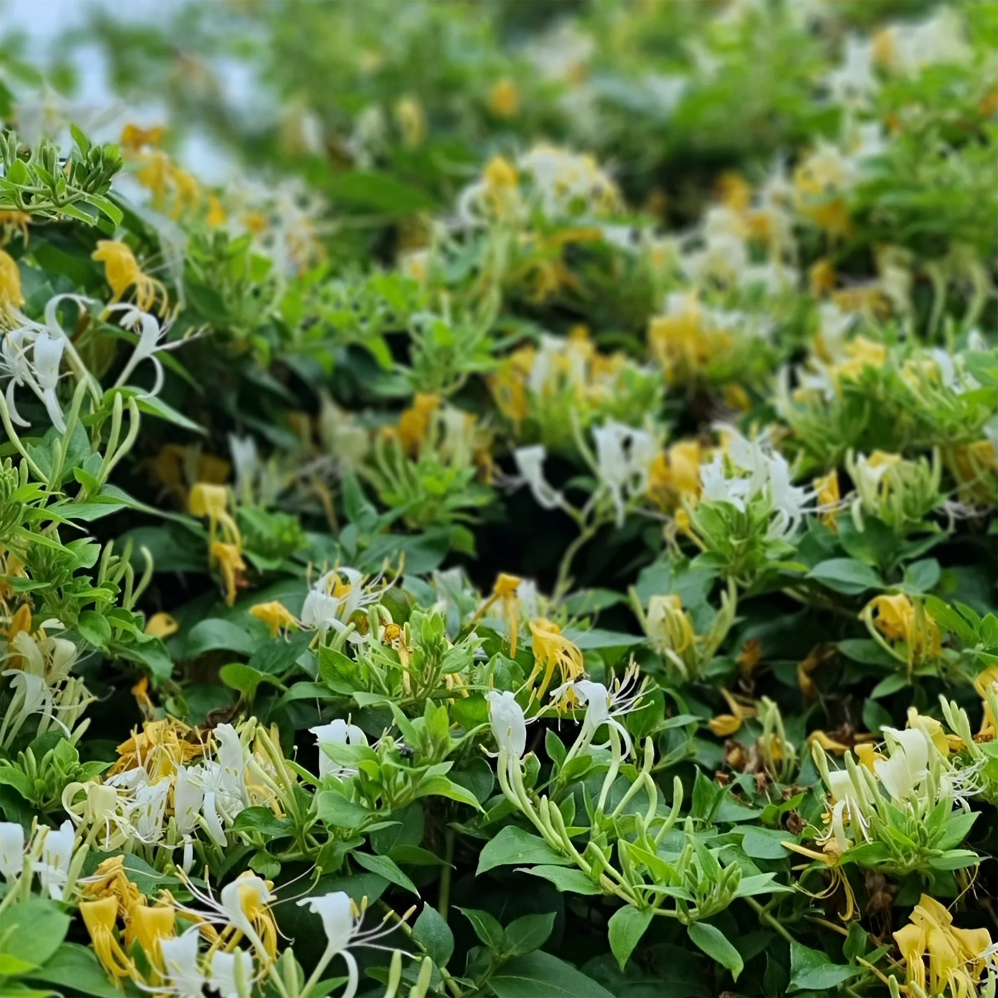 Chèvrefeuille du Japon Halliana