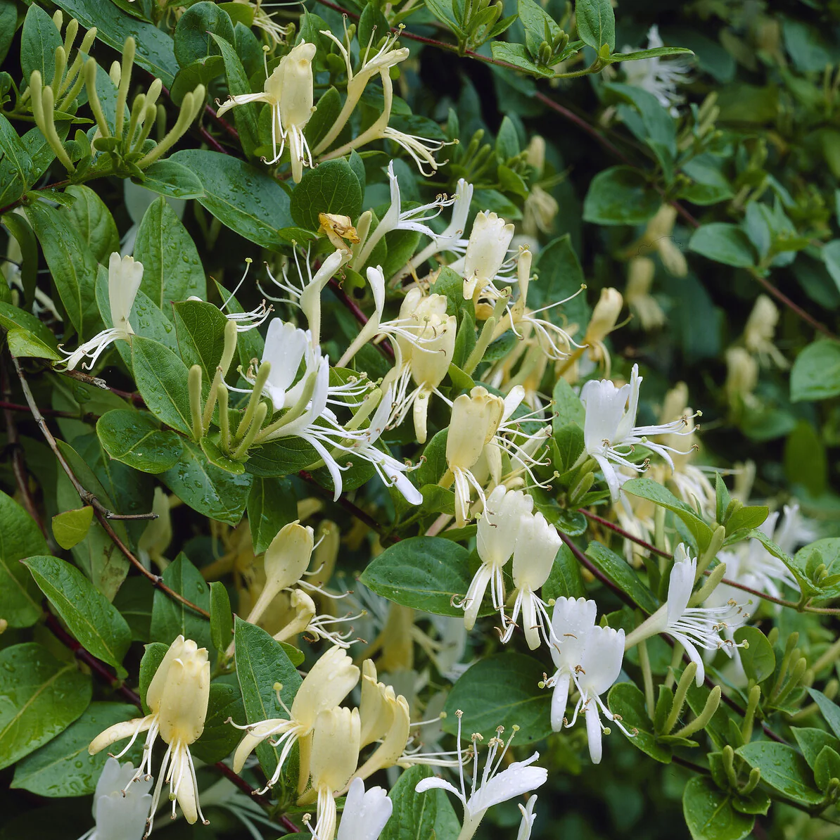 Chèvrefeuille du Japon Halliana - Image 3