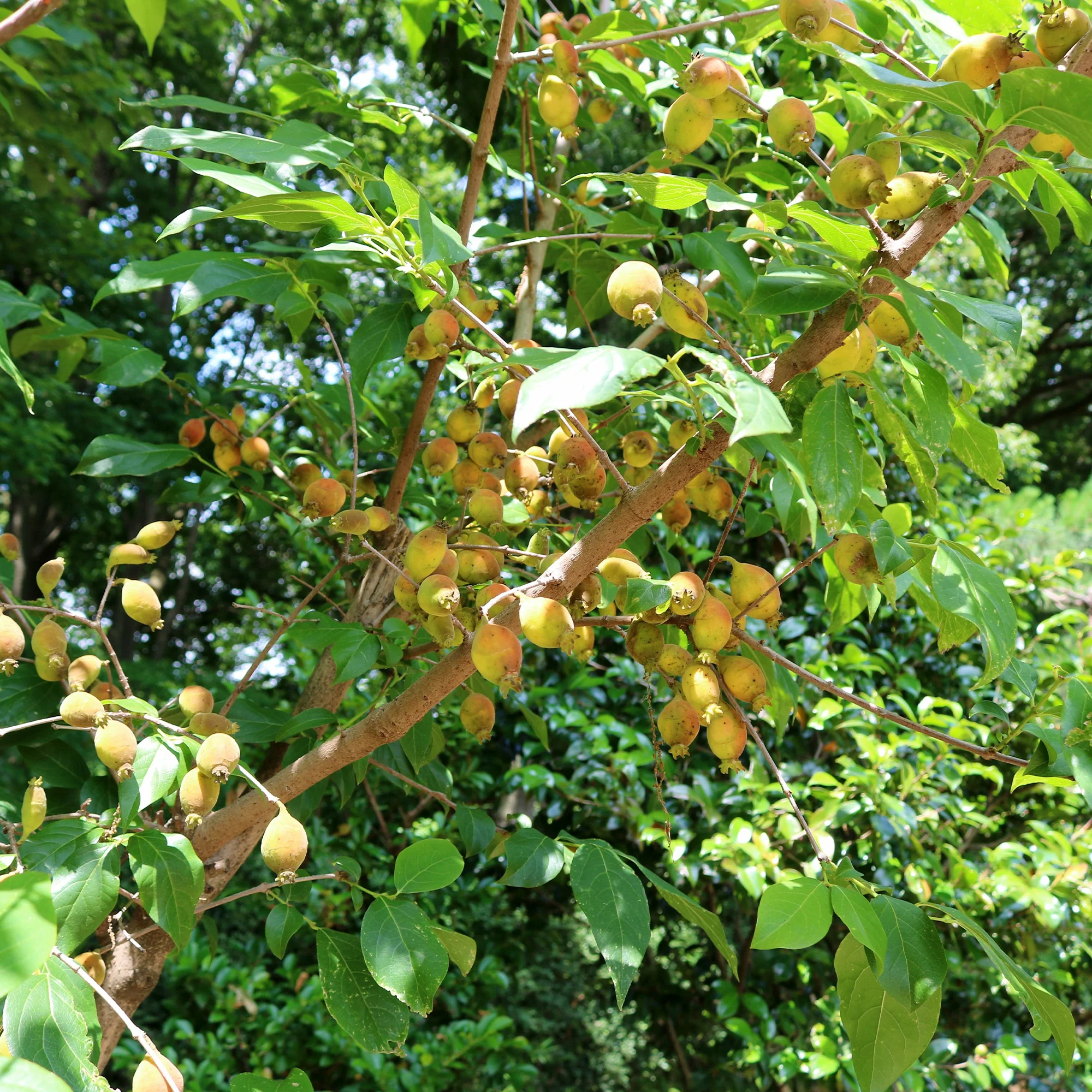 Chimonanthe précoce - Image 3