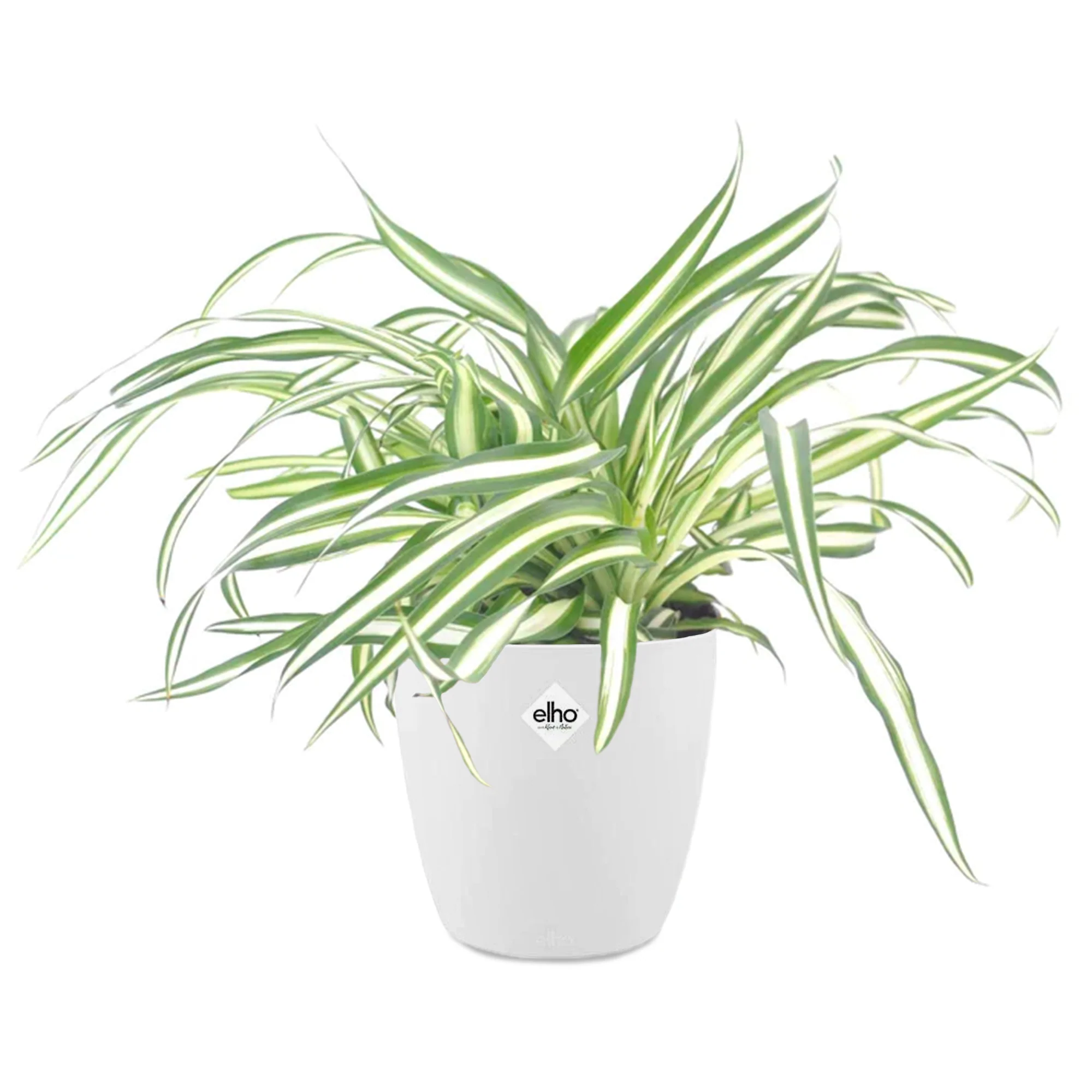 Chlorophytum Atlantic et son cache-pot blanc ELHO - Image 2
