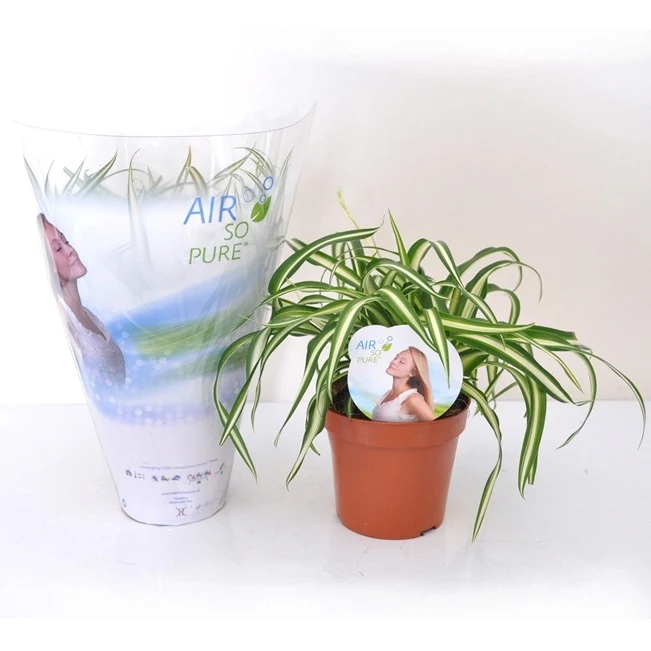 Chlorophytum Atlantic et son cache-pot blanc ELHO - Image 3