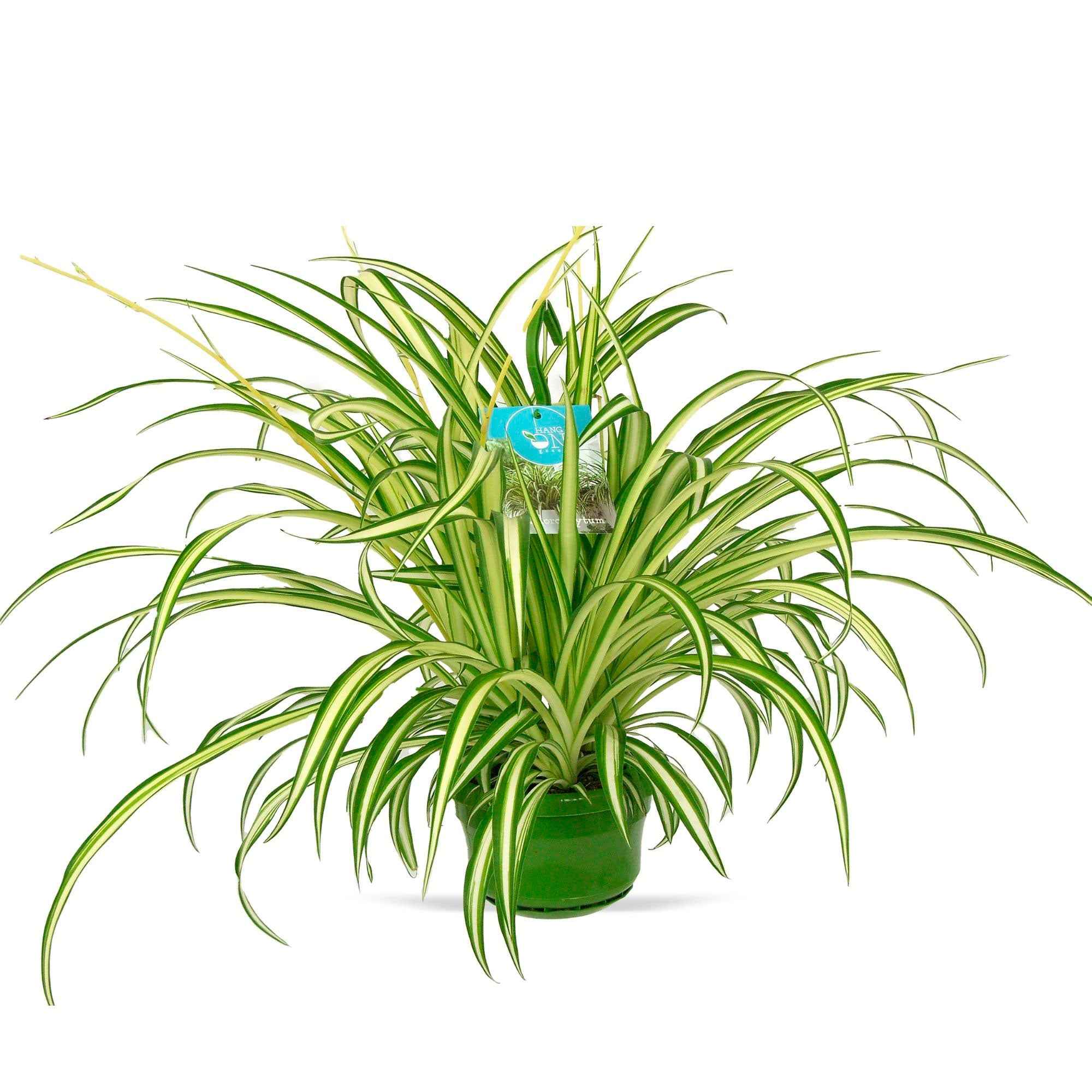 Chlorophytum comosum Vittatum - Image 3