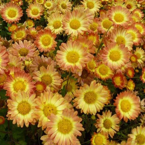Chrysanthème Dernier Soleil
