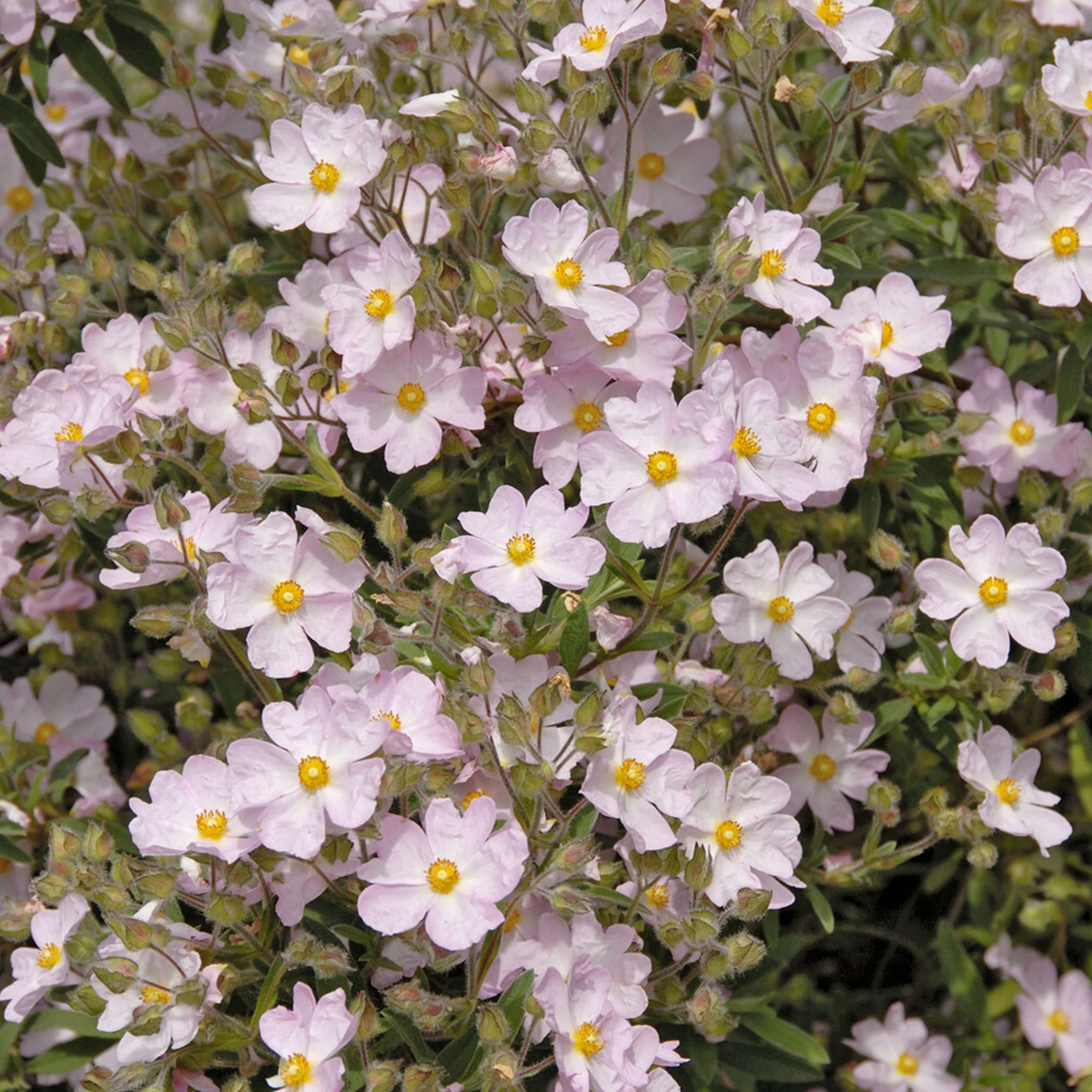 Ciste Silver Pink - Image 2