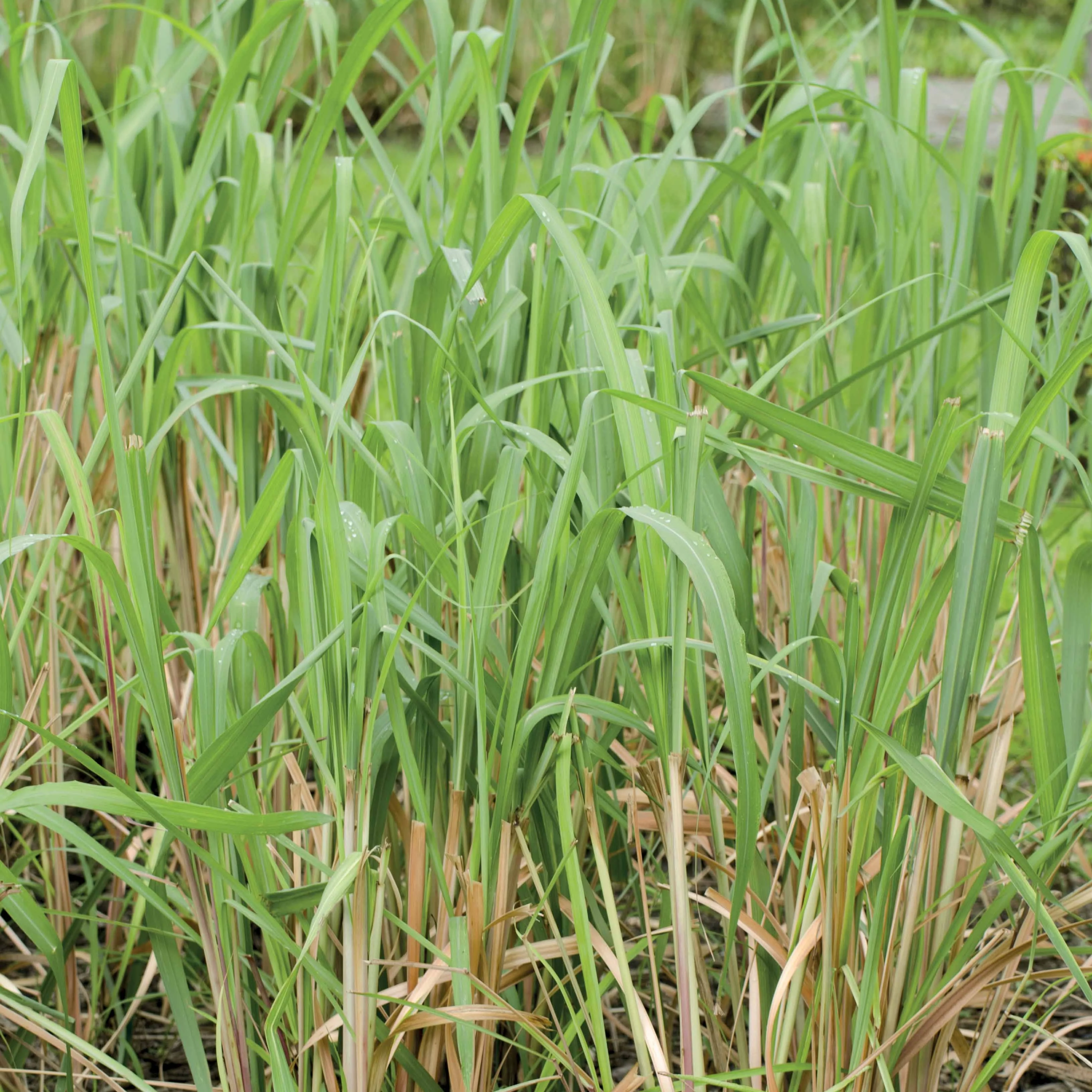 Citronnelle de Madagascar - Image 4