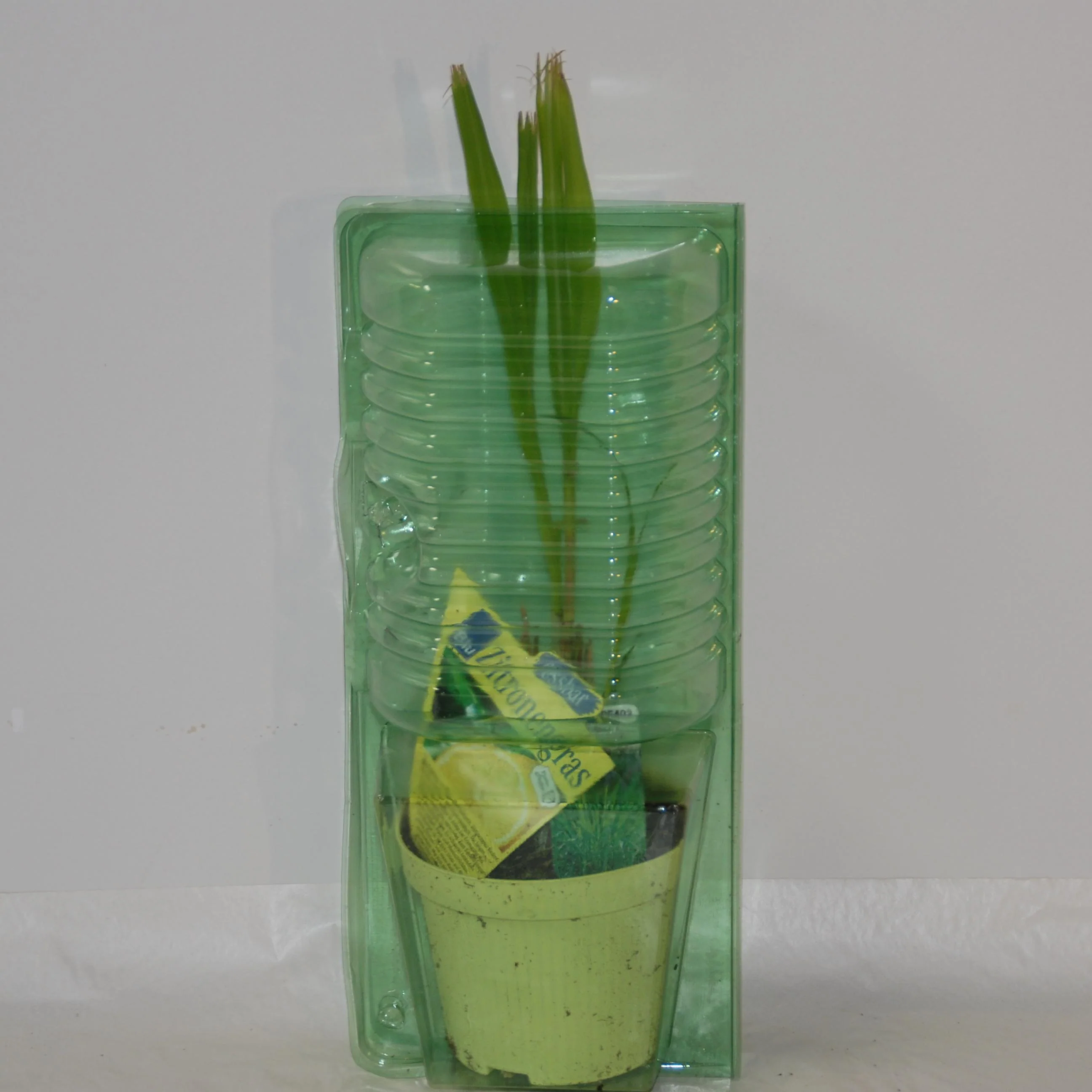 Citronnelle de Madagascar - Image 5