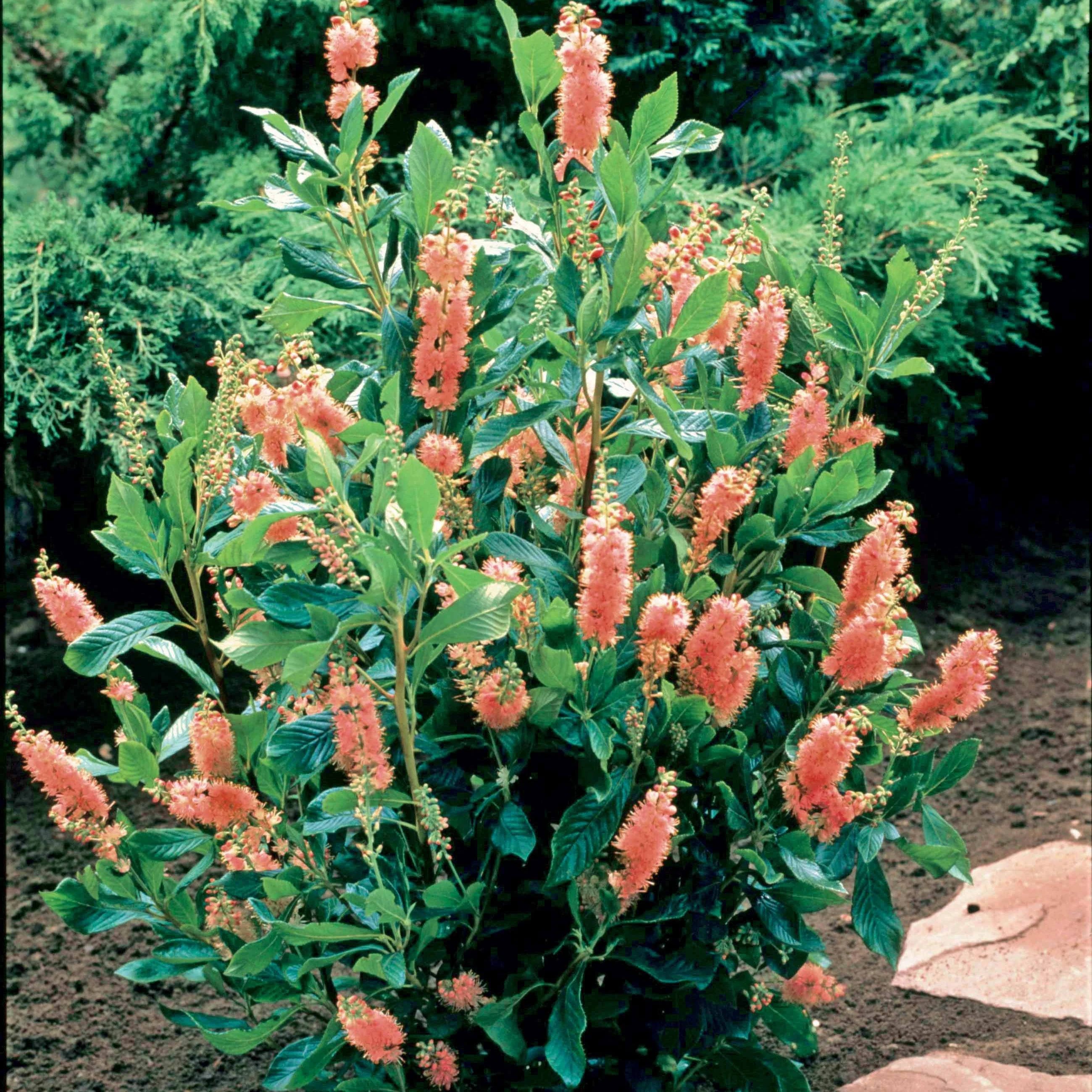 Clethra Flèche rose - Image 2