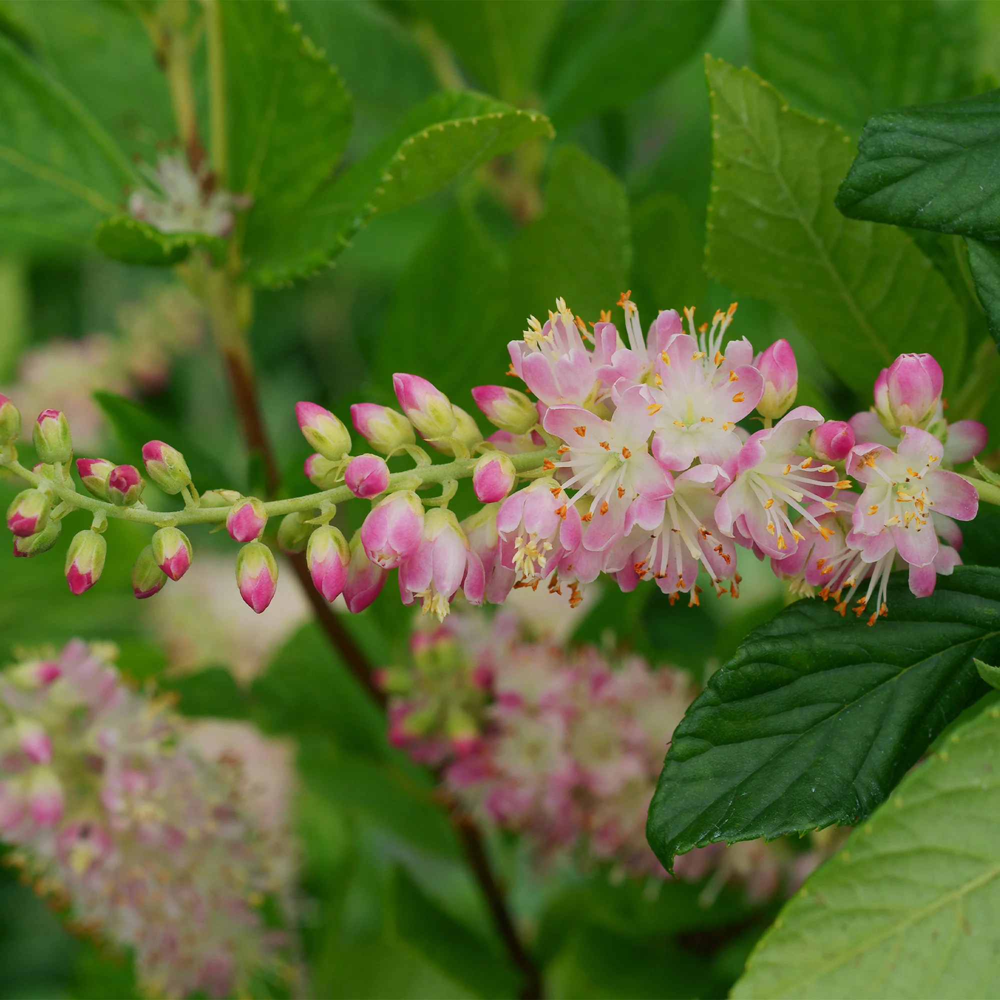 Clethra Flèche rose - Image 3
