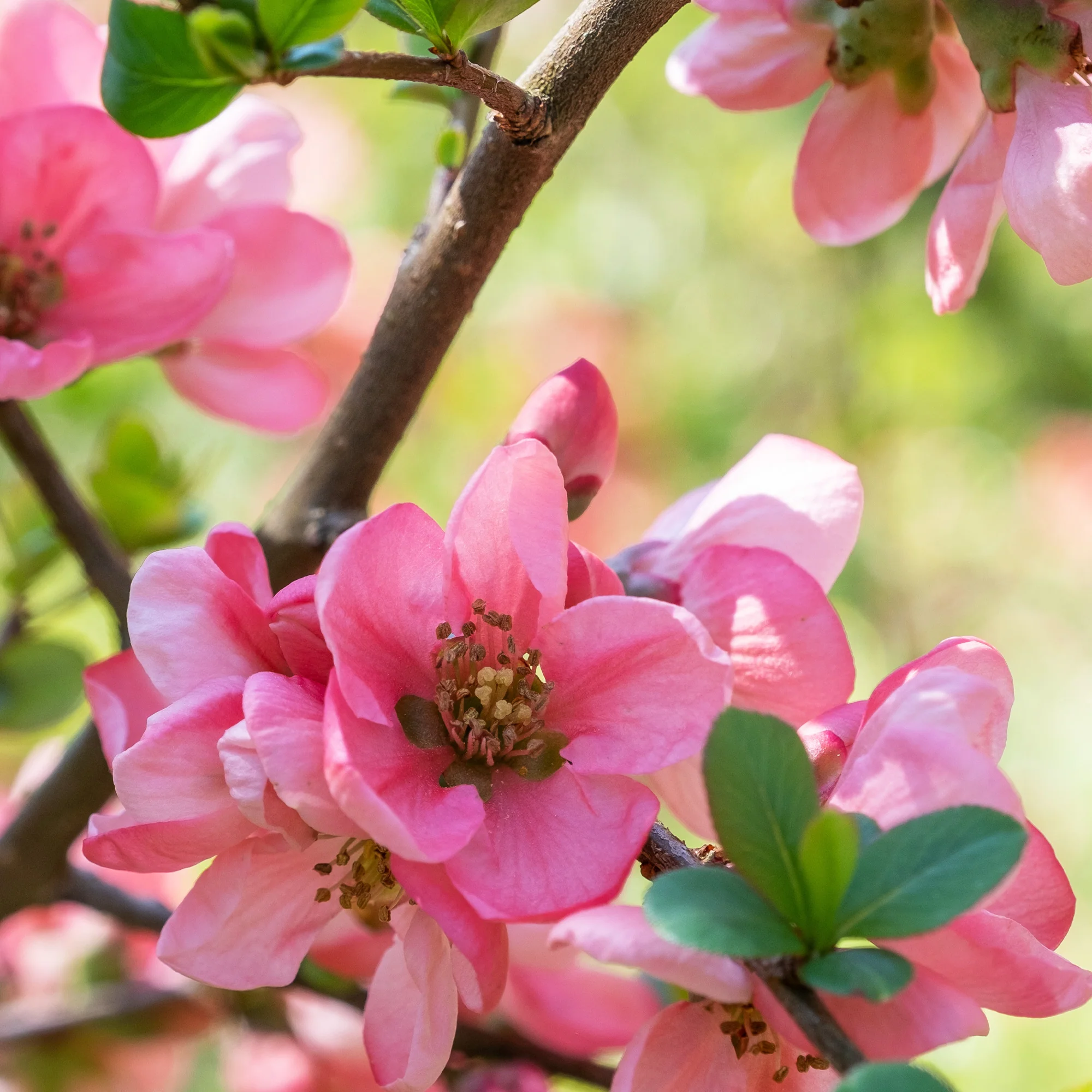 Cognassier du Japon Pink Lady - Image 2
