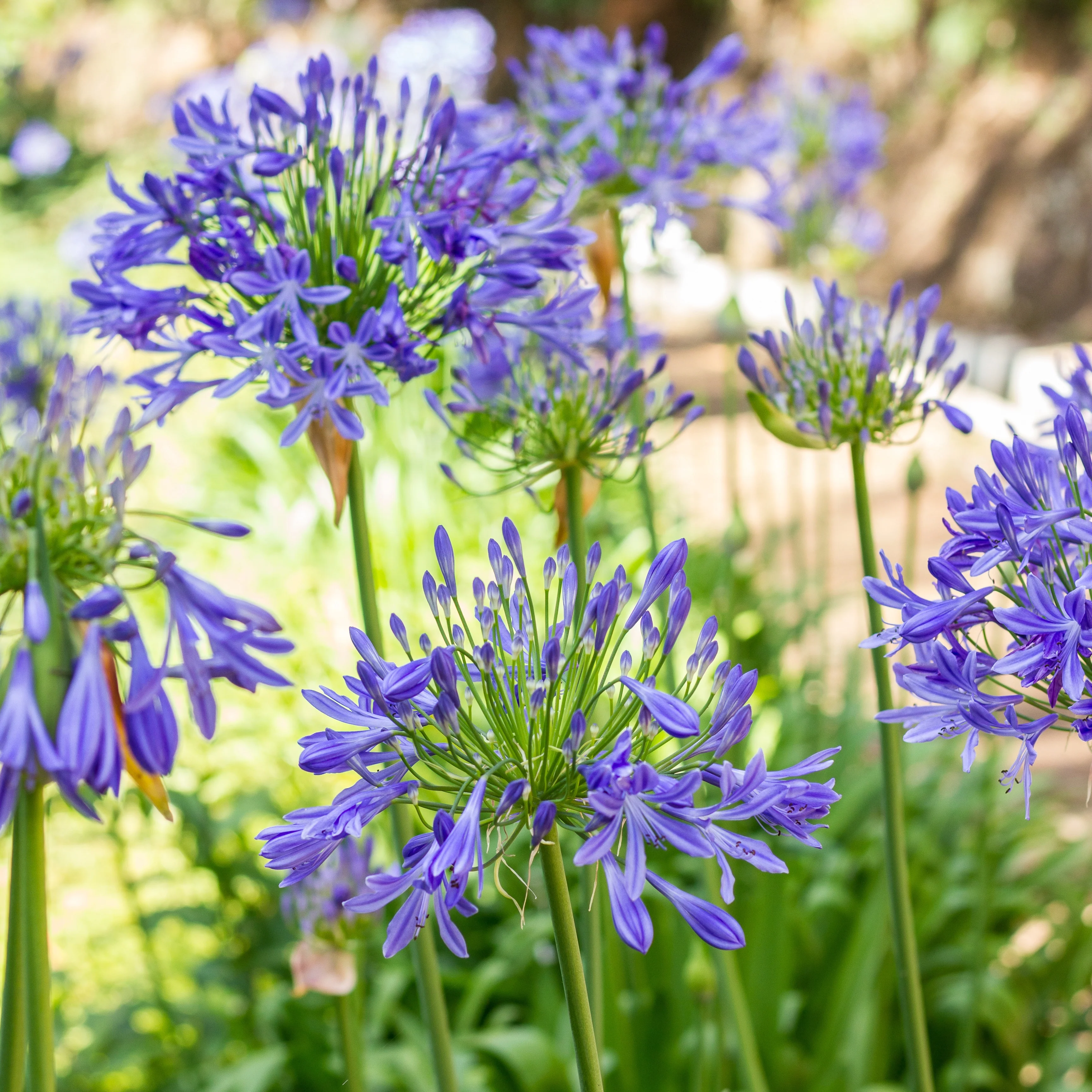 Collection 5 agapanthes (3 bleues. 2 blanches) - Image 8