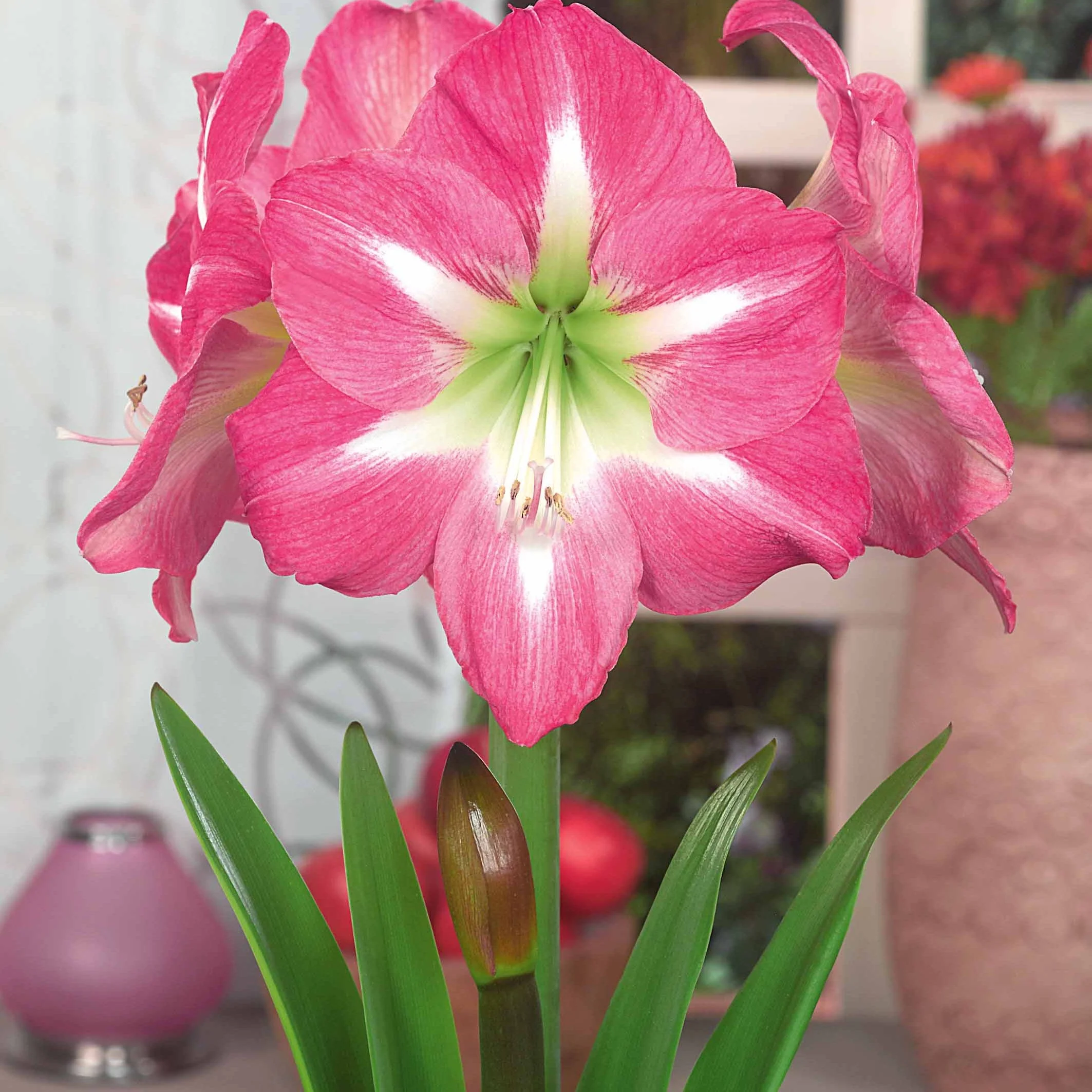 Collection de 2 Amaryllis géantes - Image 3