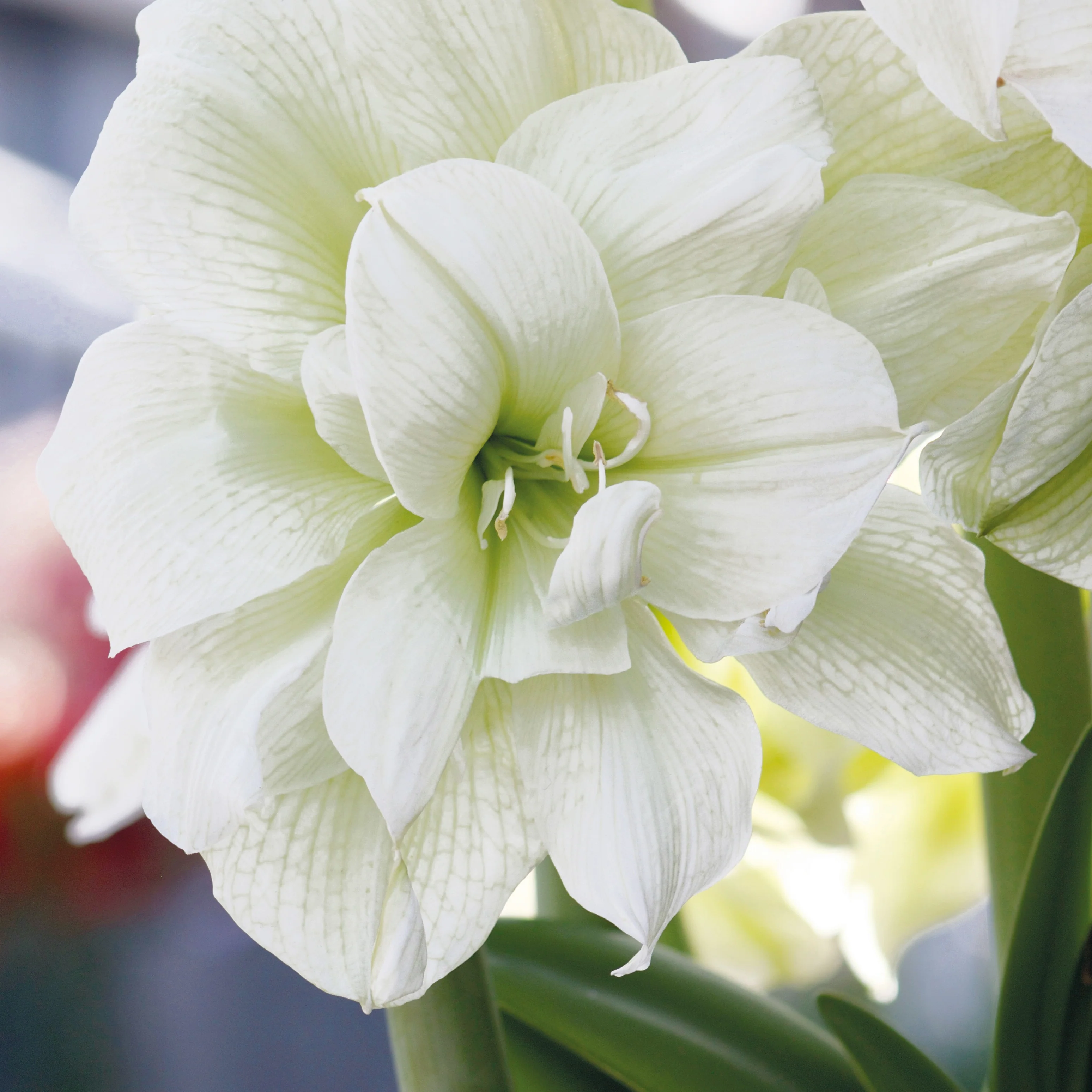 Collection de 2 Amaryllis rose et blanche - Image 3