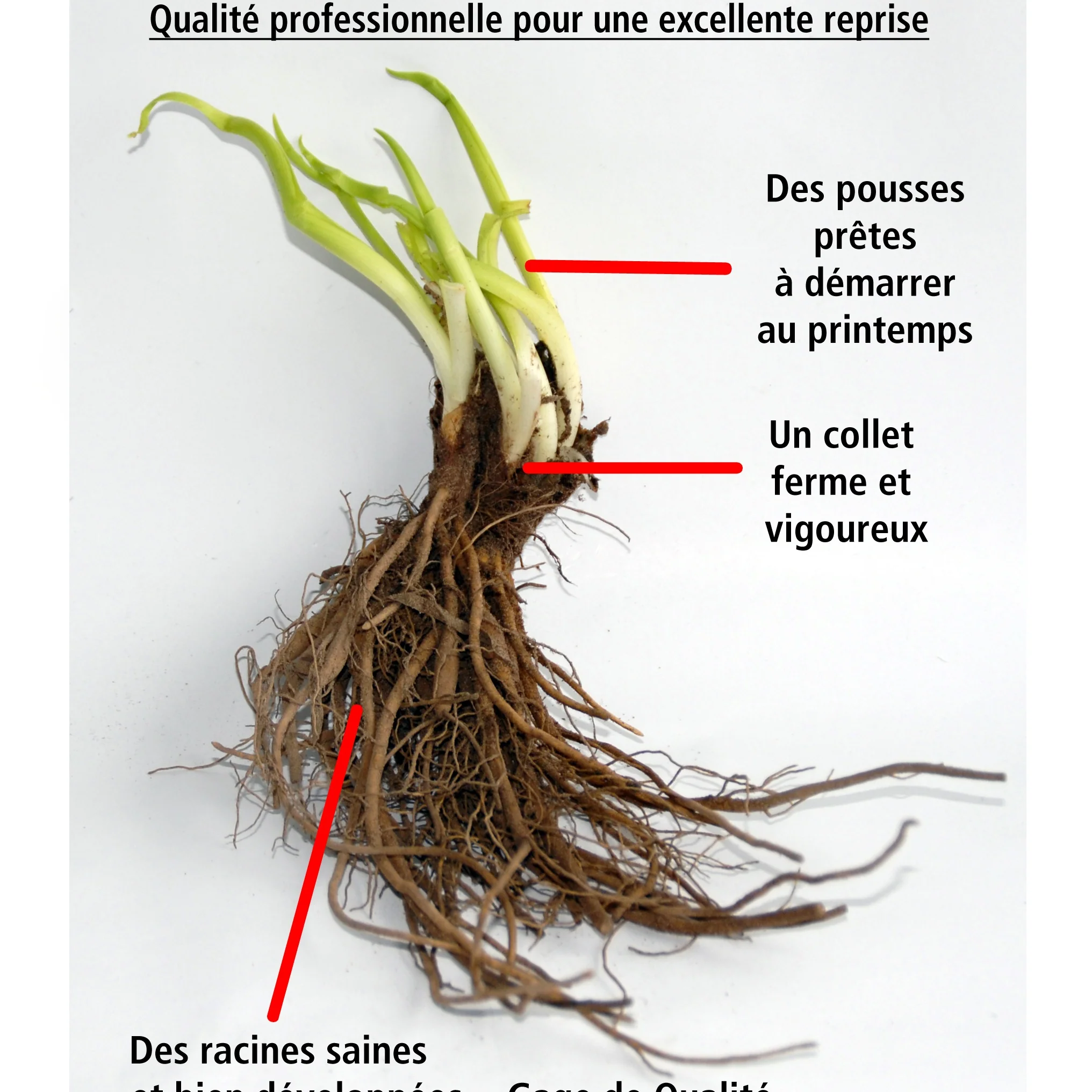 Collection de 10 plantes vivaces contemporaines et méllifères - Image 8