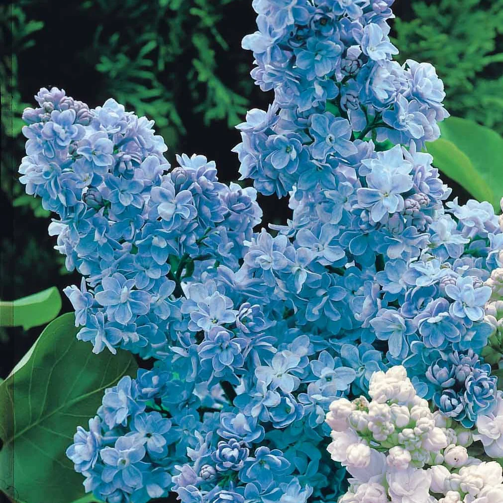 Collection de 4 lilas doubles (1 bleu +1 rouge + 1 lilas + 1 blanc) - Image 8