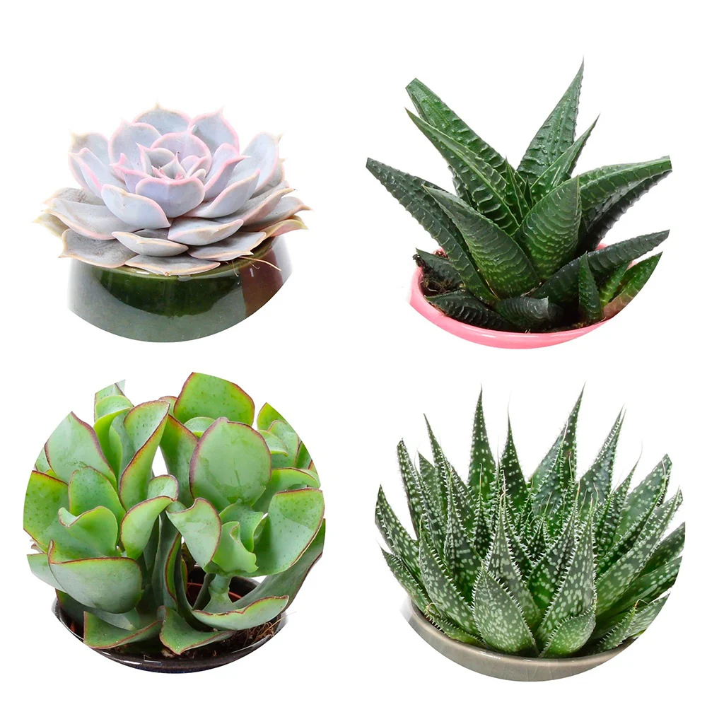 Collection de 4 succulentes - Image 2