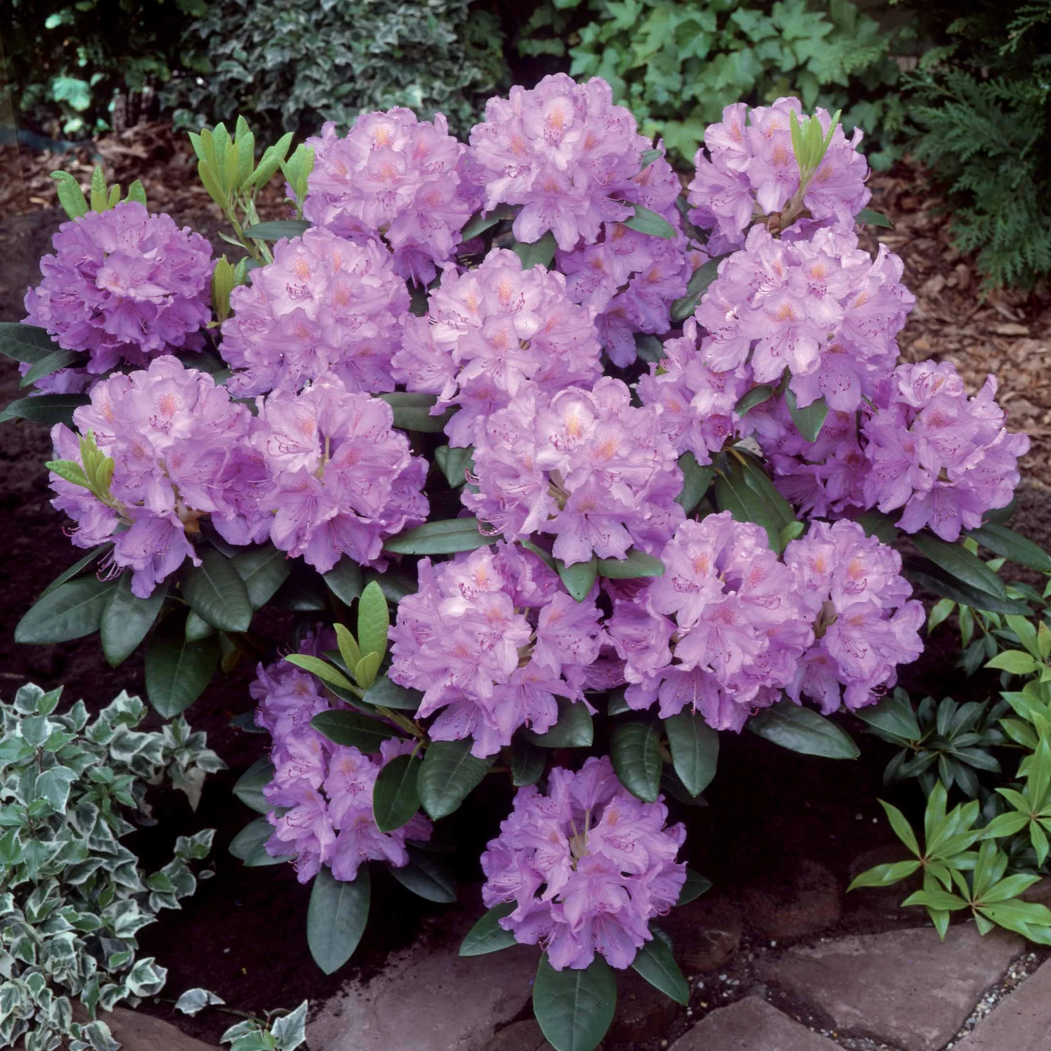 Collection de 5 arbustes d'ombre (3 azalées + 1 rhodo + 1 érable) - Image 4