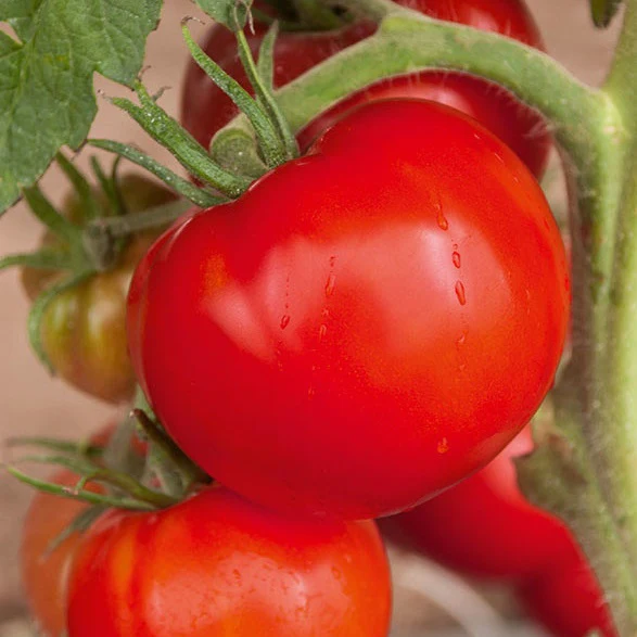 Collection de 9 Plants tomates classiques - Image 4
