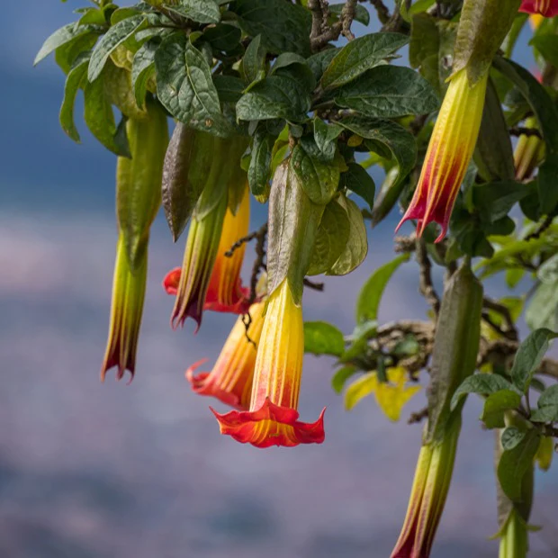 Collection de 3 Brugmansias : rouge et or, jaune, rose - Image 2