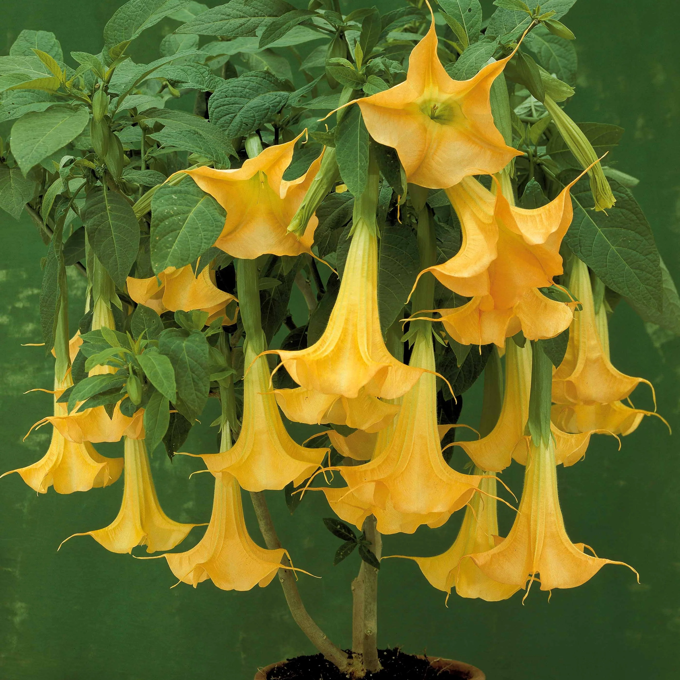 Collection de 3 Brugmansias : rouge et or, jaune, rose - Image 4