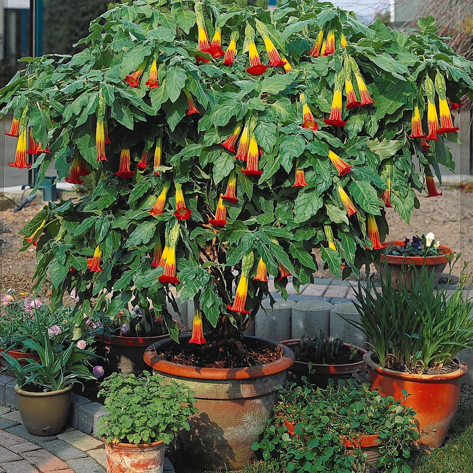 Collection de 3 Brugmansias : rouge et or, jaune, rose - Image 6