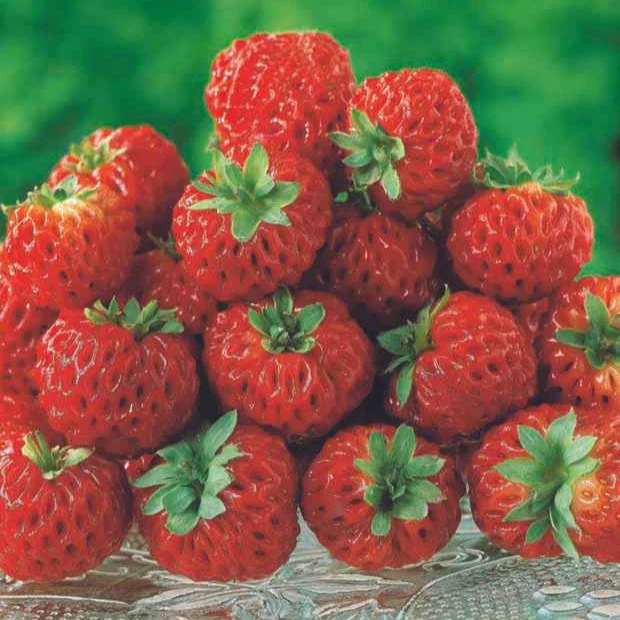 Collection de 4 fraisiers originaux - Image 5