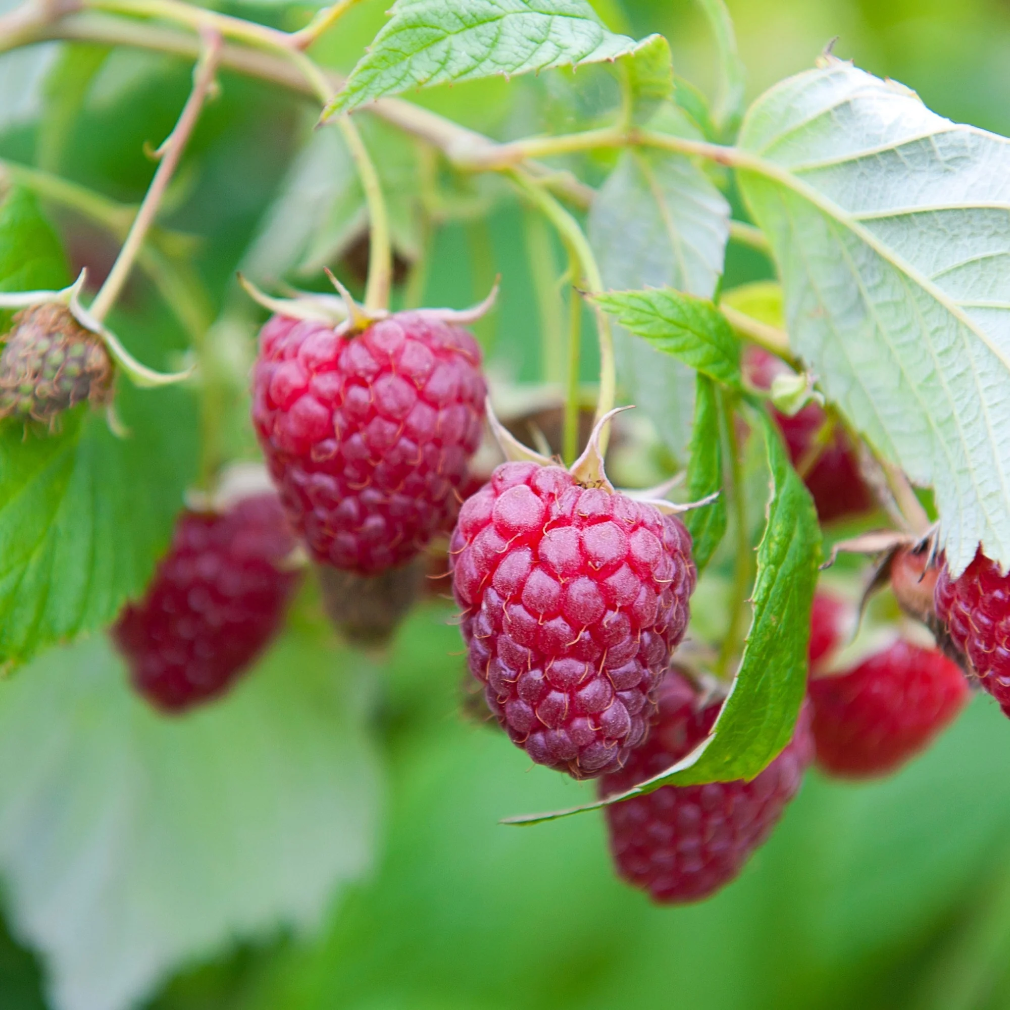 Collection de 9 Fruitiers à fruits rouges - Image 2
