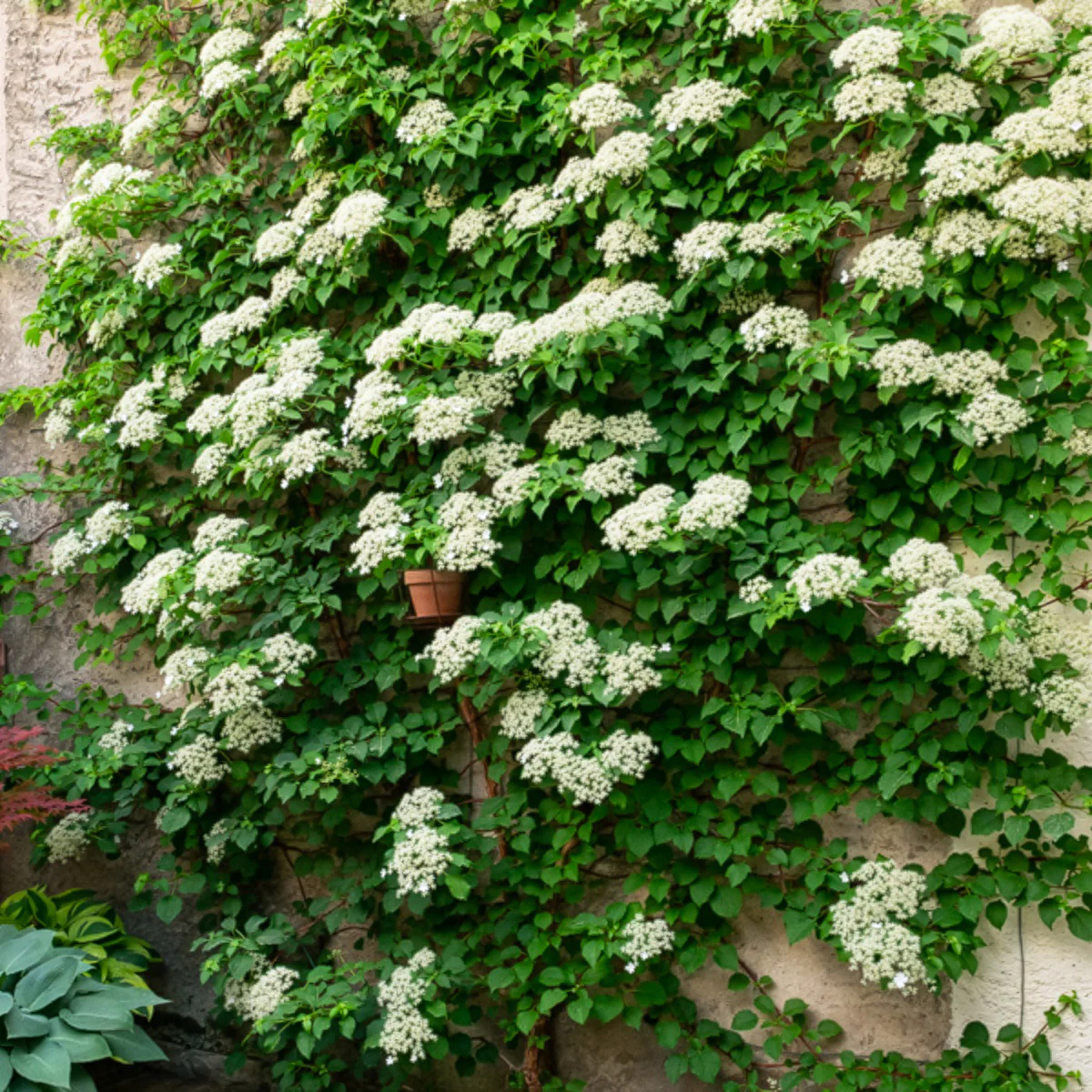 Collection de 3 grimpantes : jasmin, glycine, hortensia grimpant - Image 2