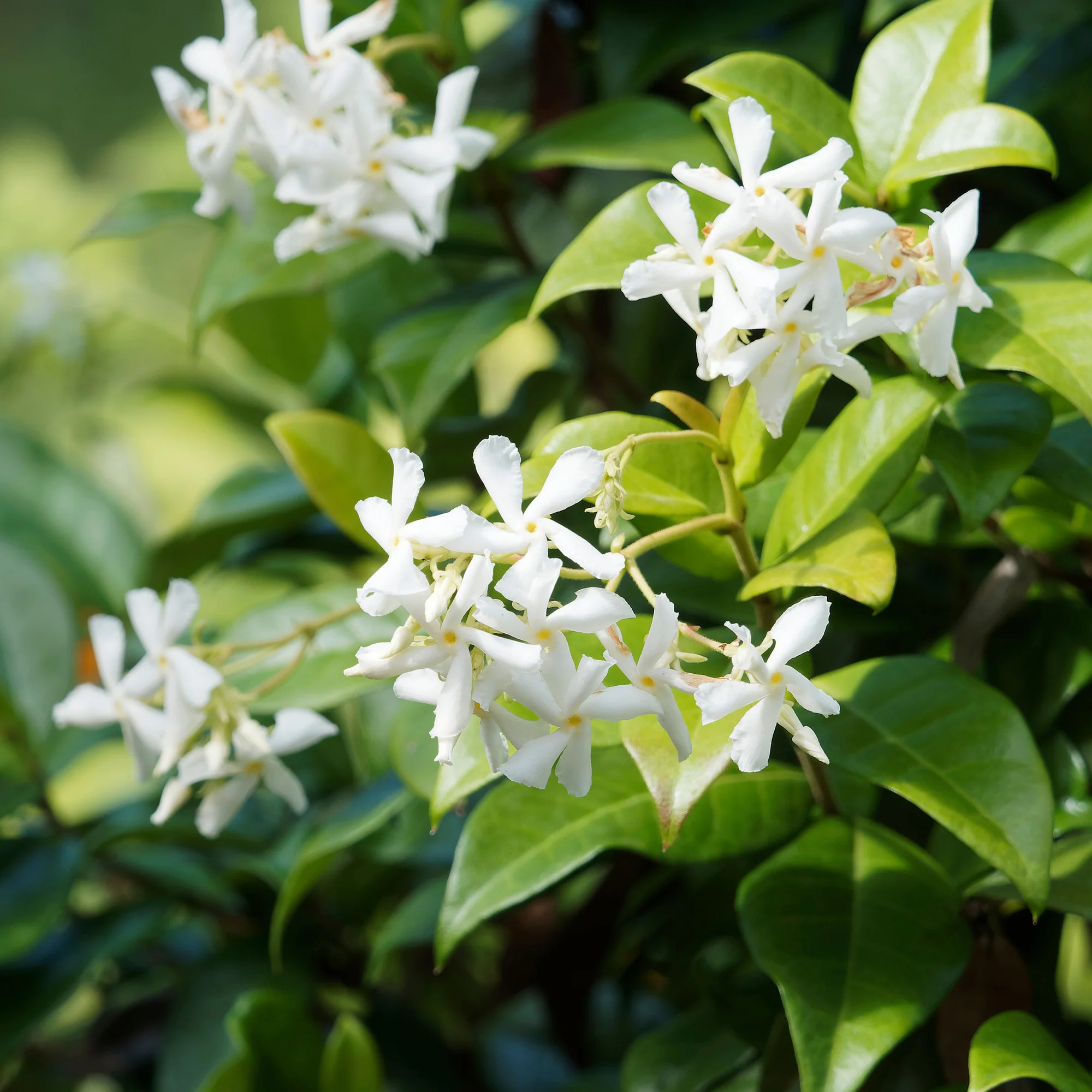 Collection de 3 grimpantes : jasmin, glycine, hortensia grimpant - Image 5