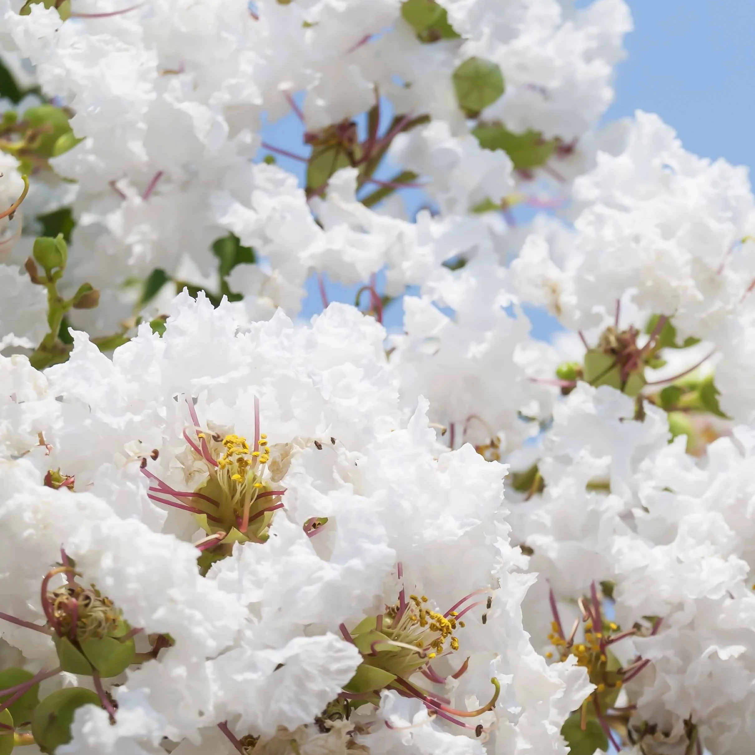 Collection de 3 Lilas des Indes : rouge, violet, blanc - Image 5