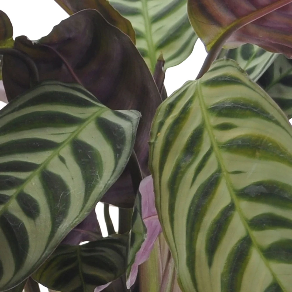 Collection de 3 plantes d'intérieur à feuillage marbré - Image 3