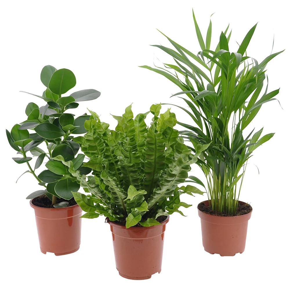 Collection de 3 plantes purificatrices d'air - Image 2