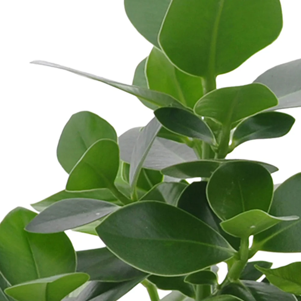 Collection de 3 plantes purificatrices d'air - Image 3