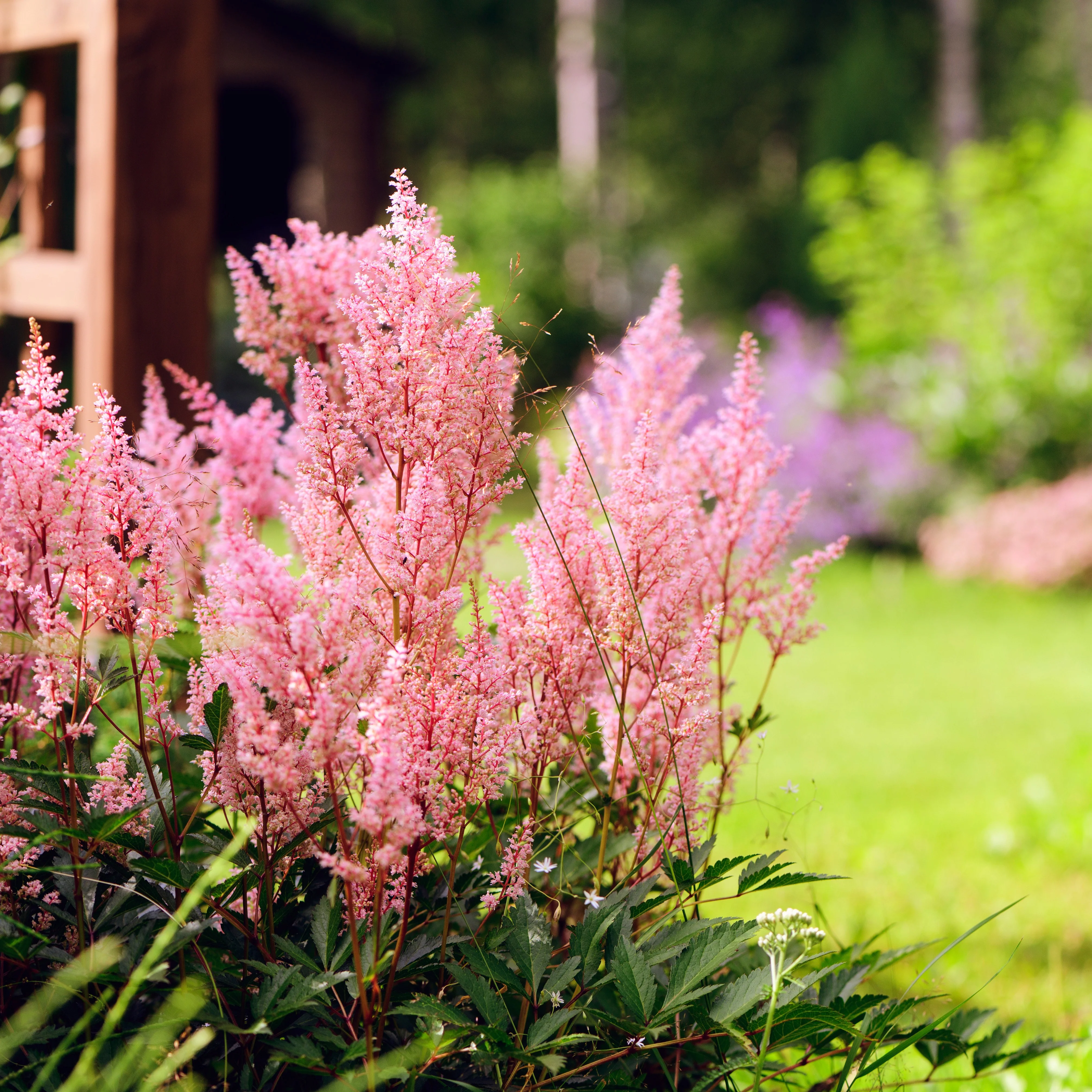 Collection de 15 plantes vivaces - 2 m² - Image 9