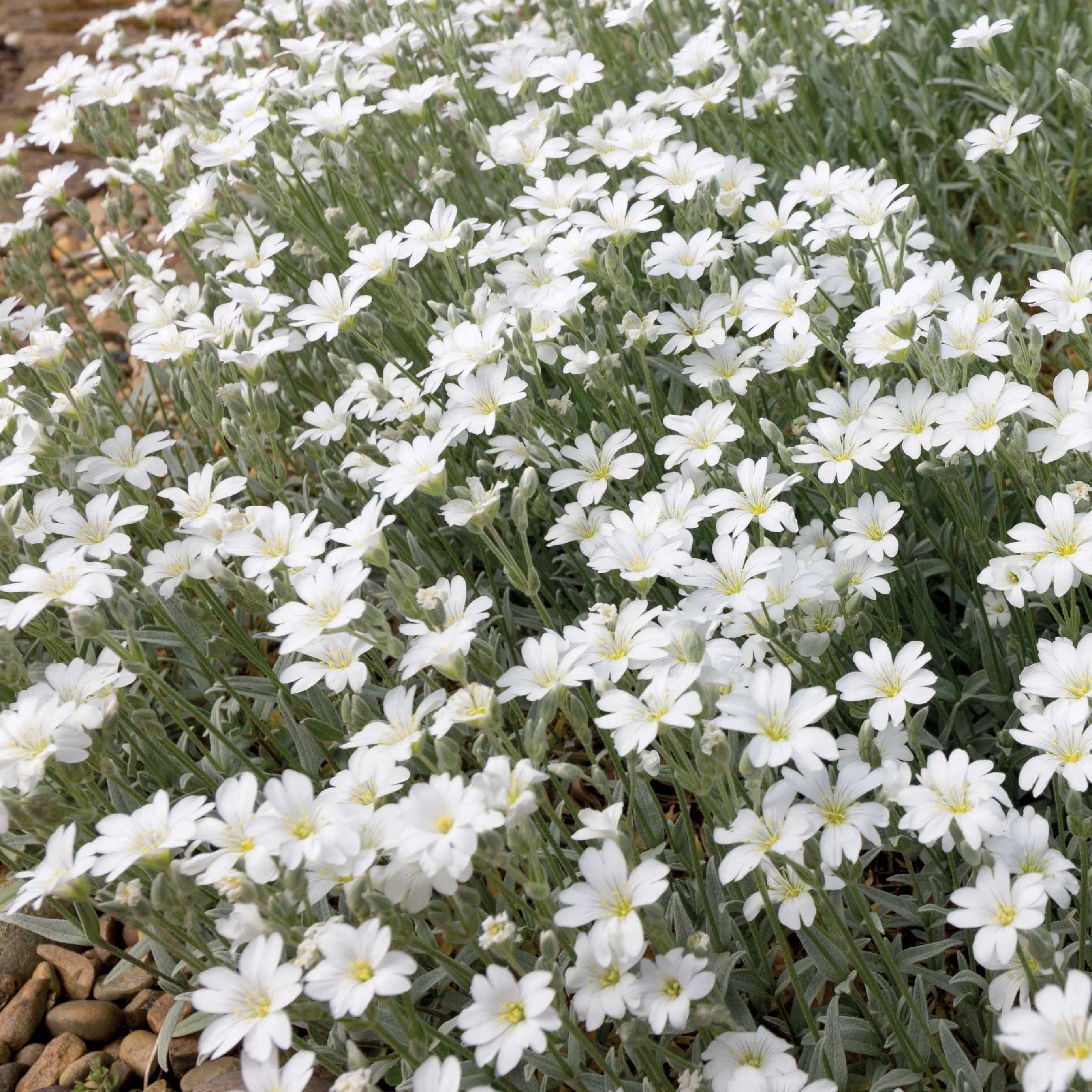 Collection de 9 plantes vivaces à fleurs blanches - Image 5