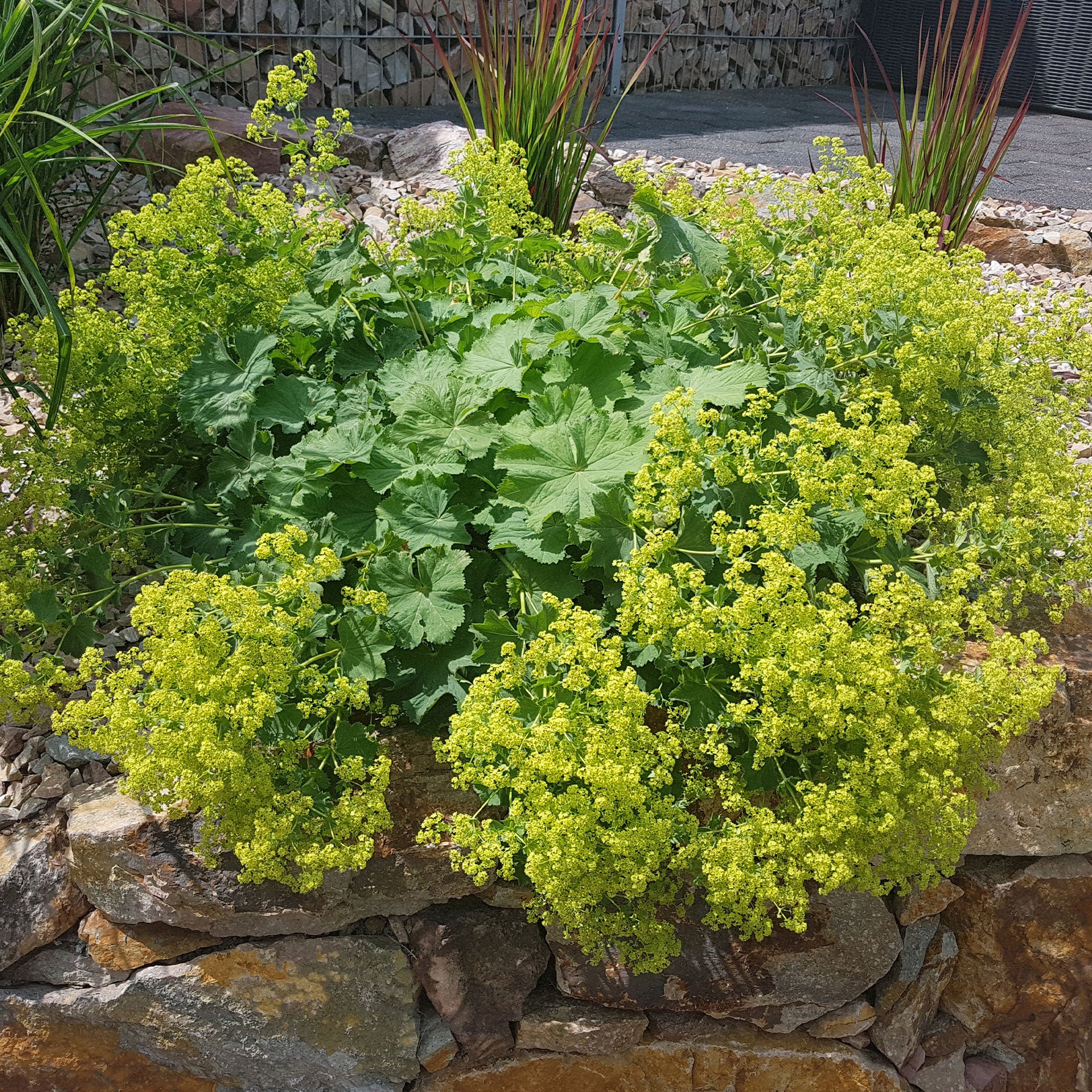 Collection de 11 plantes vivaces à floraison jaune - Image 4