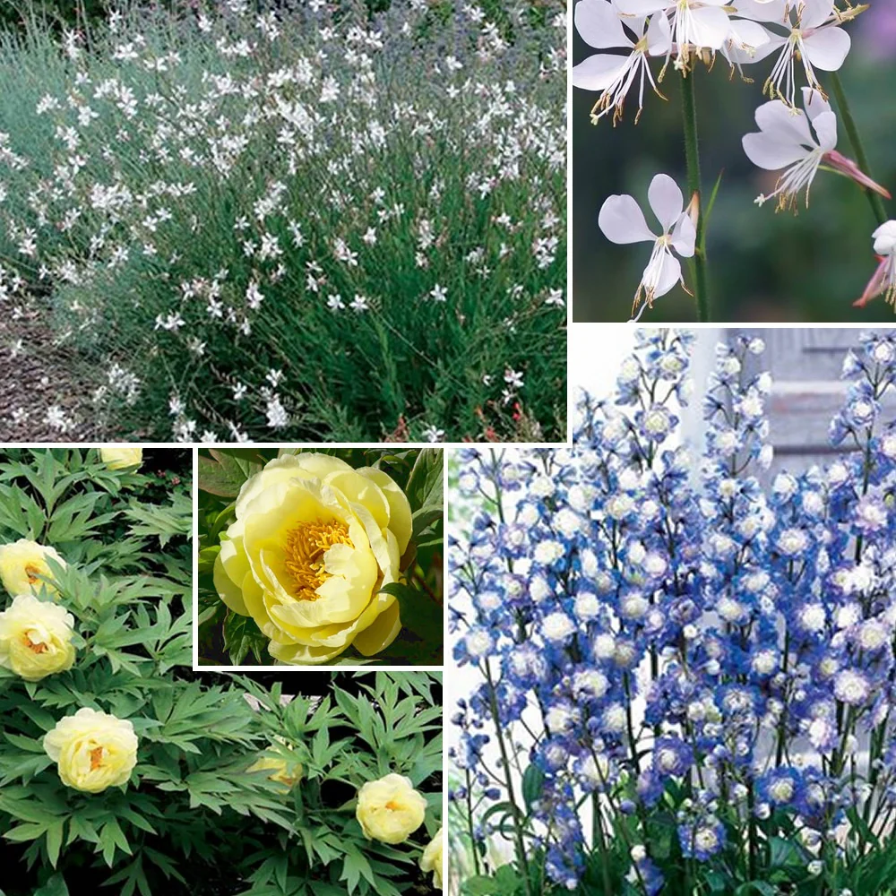 Collection de 4 plantes vivaces aux couleurs tendres - Image 6