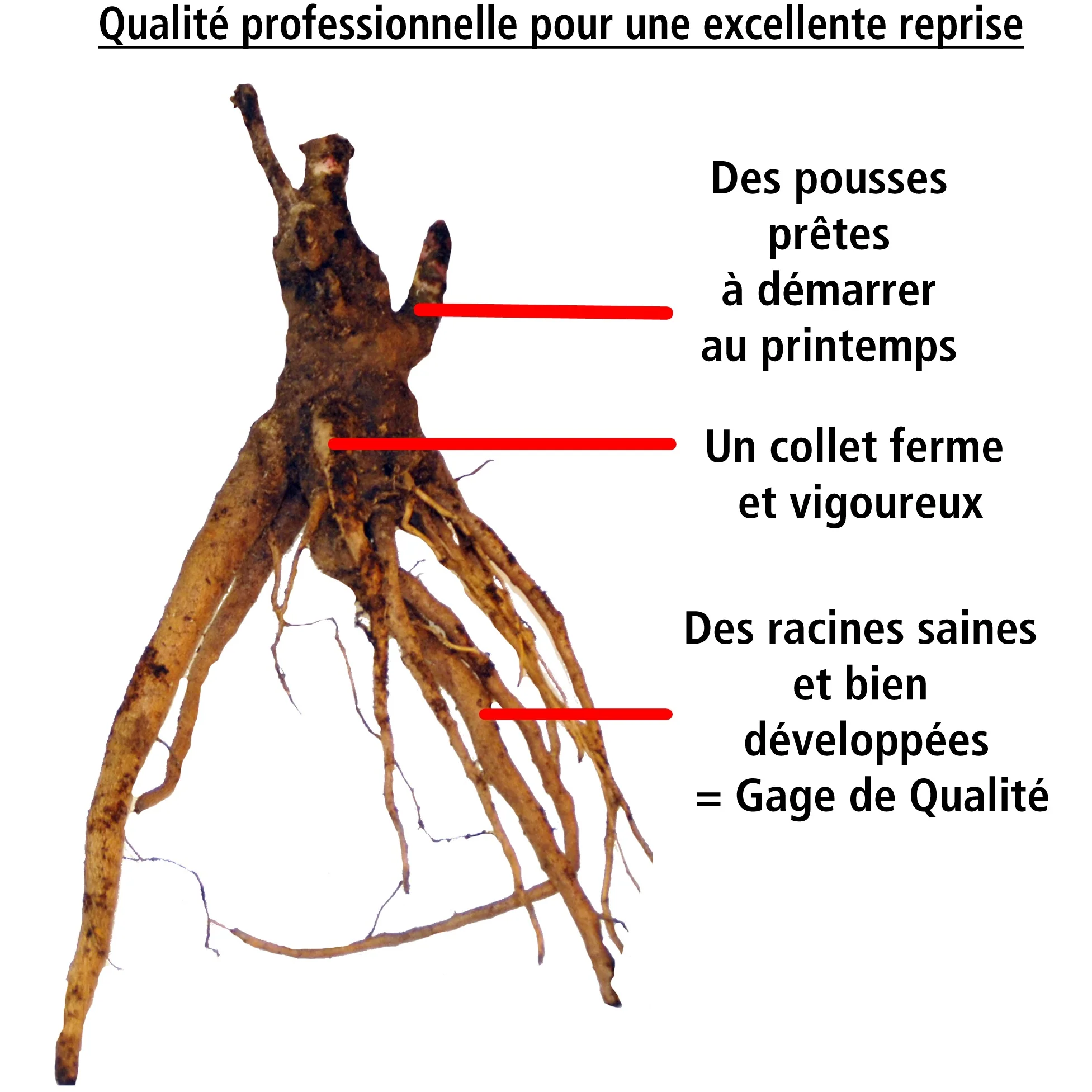 Collection de 4 plantes vivaces aux couleurs tendres - Image 9