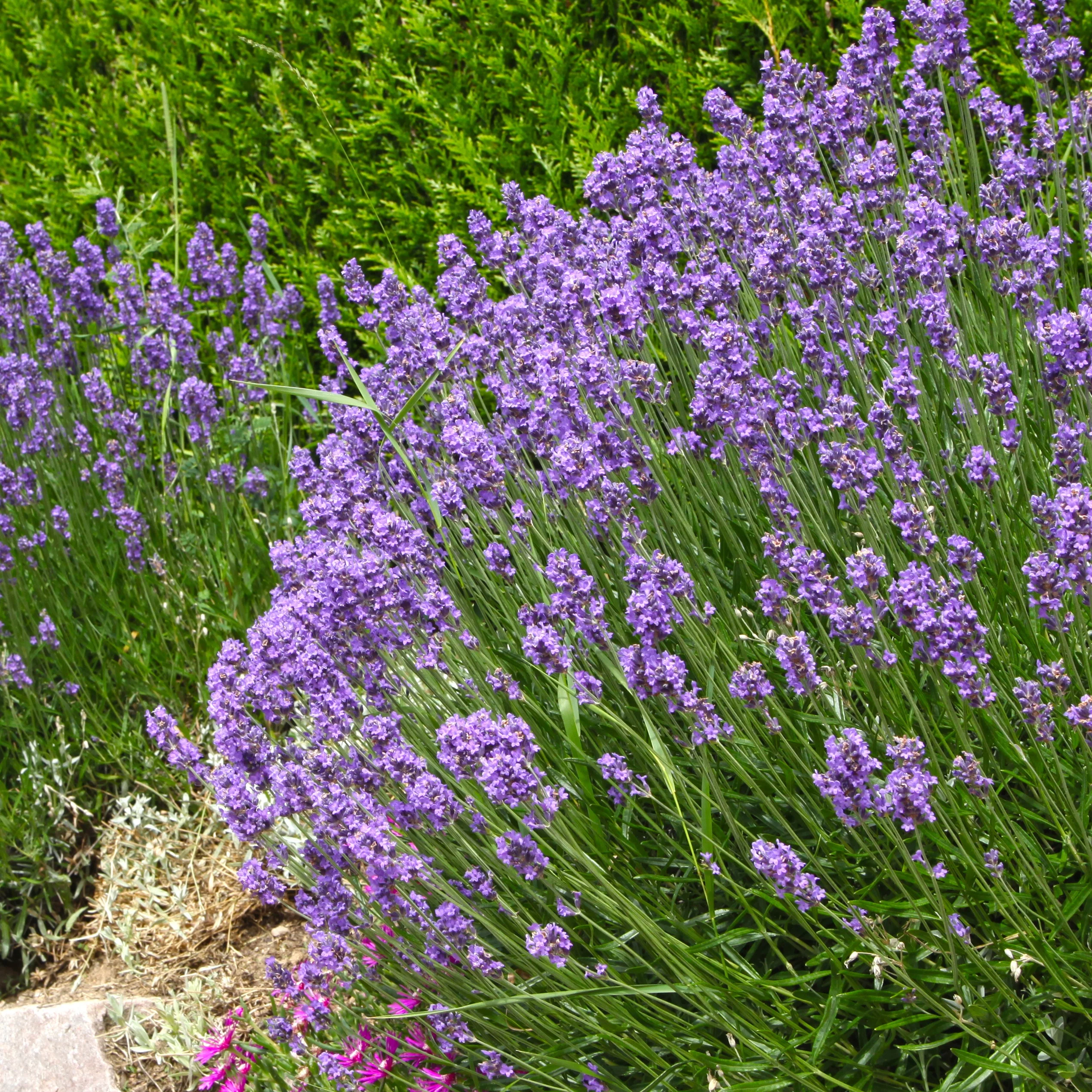 Collection de 6 plantes vivaces pour extérieur moderne - Image 5