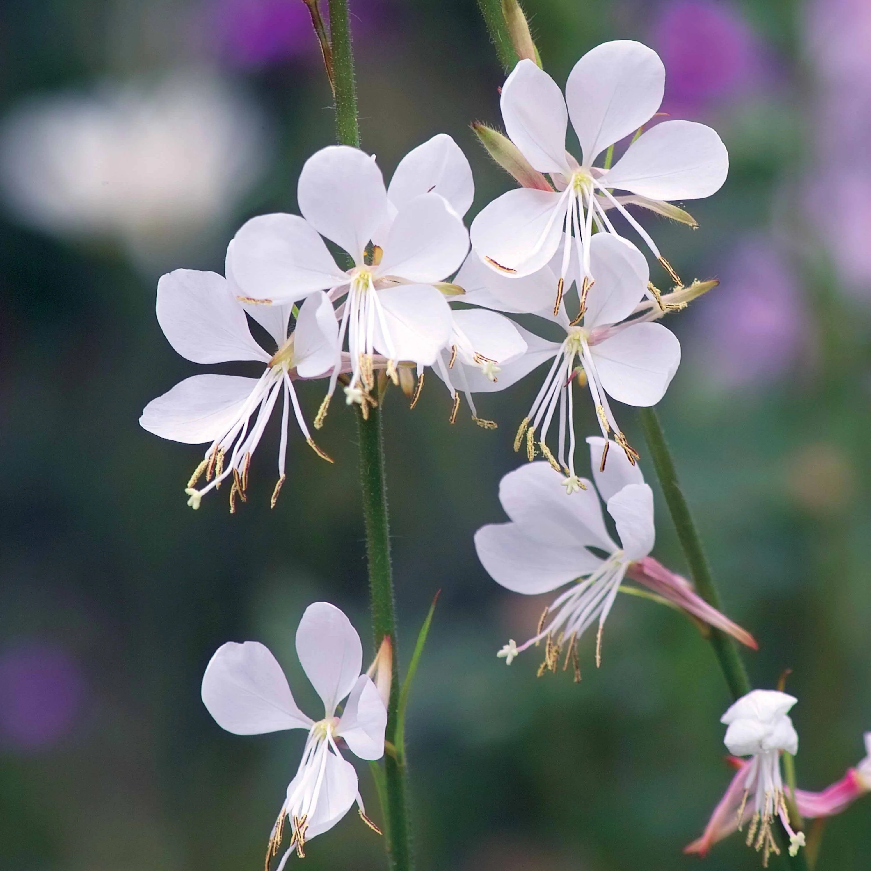 Collection de 7 plantes vivaces pour jardins et pots - Image 3