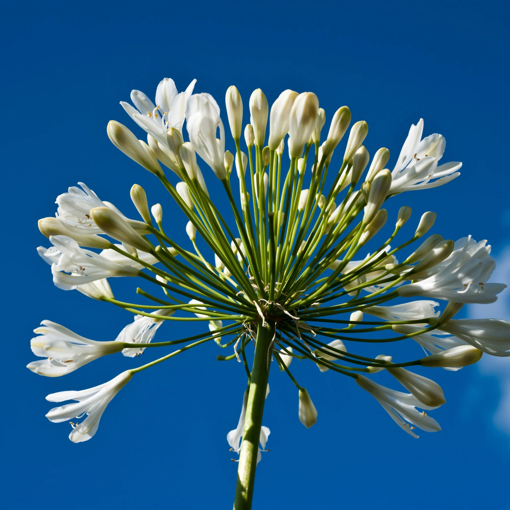 Collection de 7 plantes vivaces pour jardins et pots - Image 6