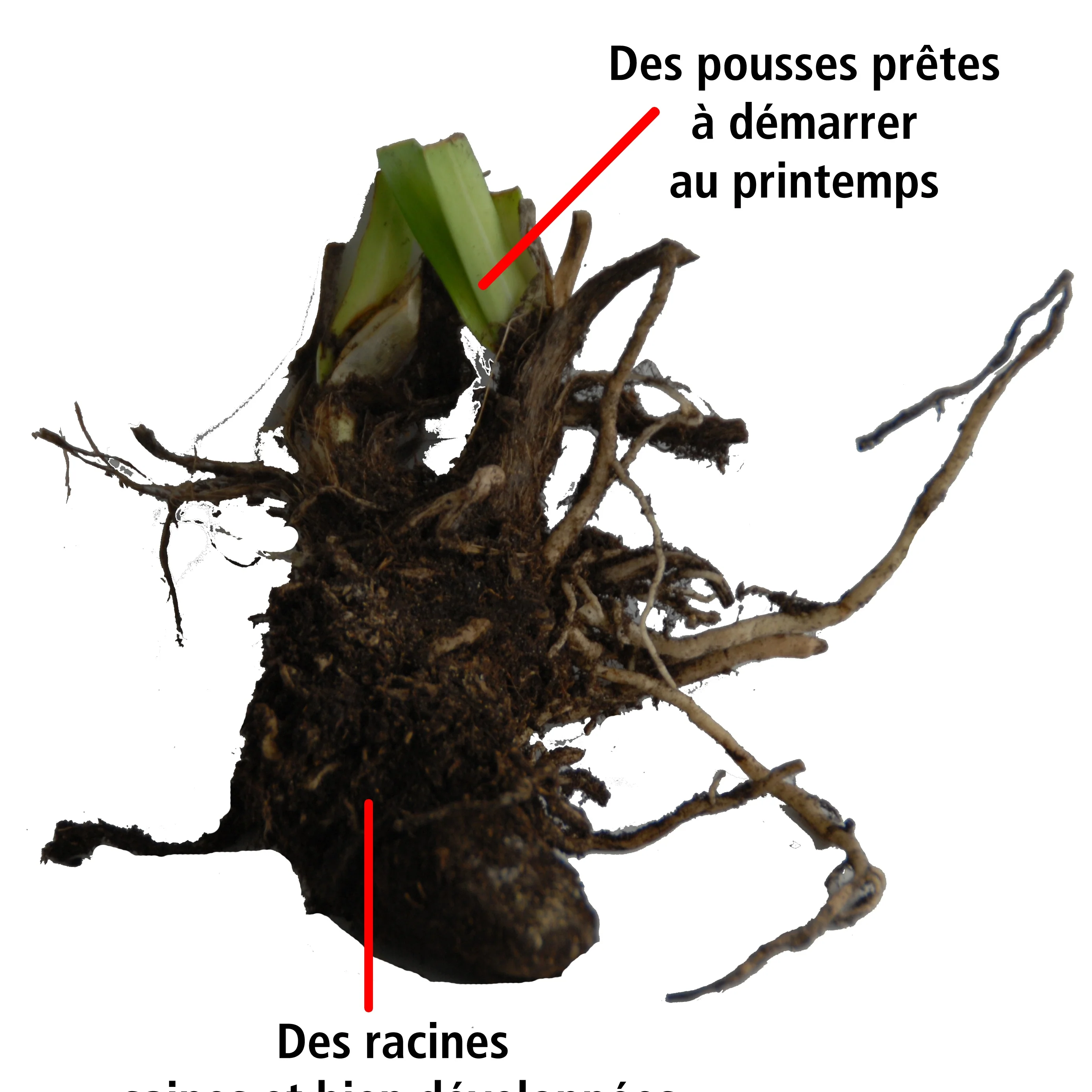 Collection de 7 plantes vivaces pour jardins et pots - Image 7