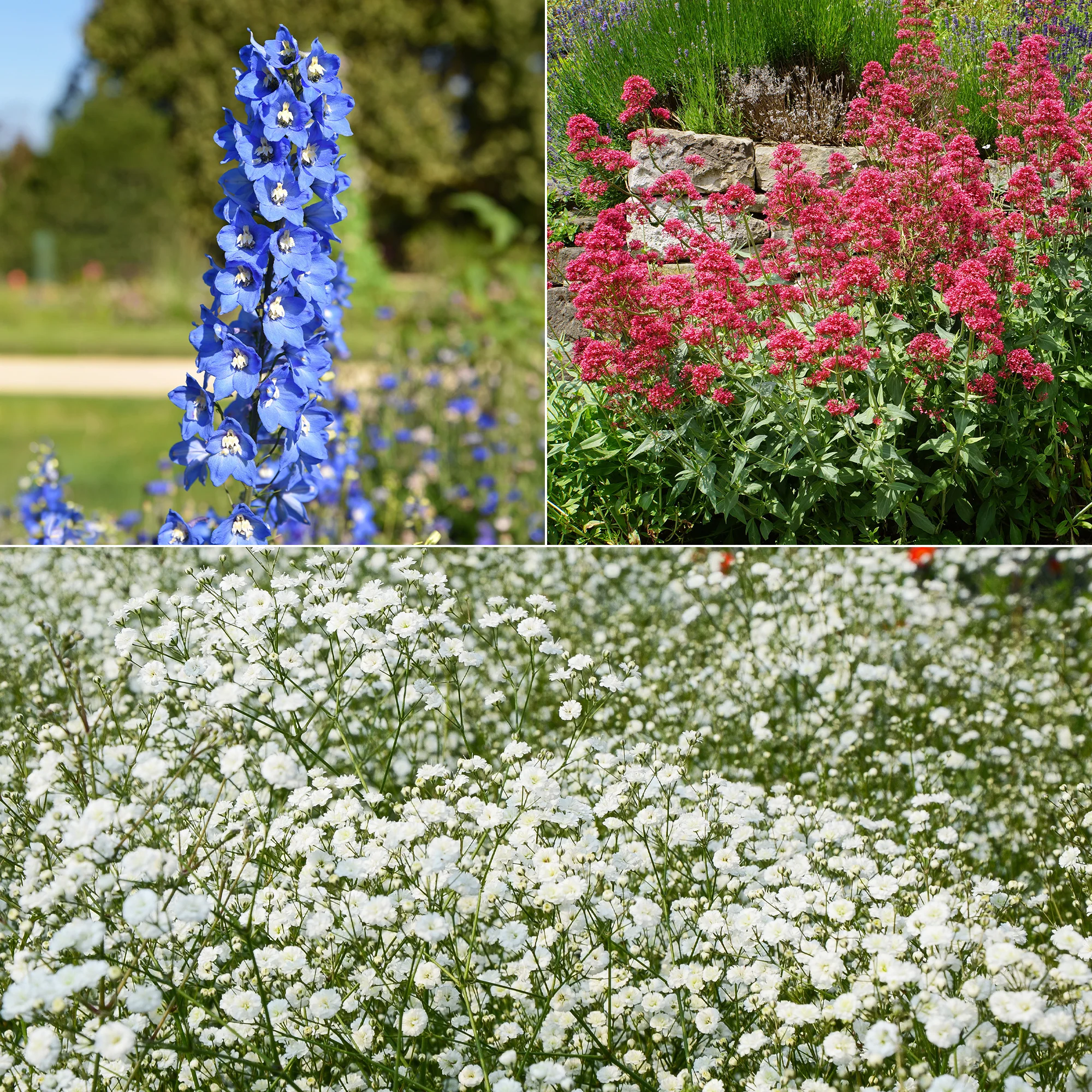 Collection de 11 plantes vivaces pour massifs champêtres
