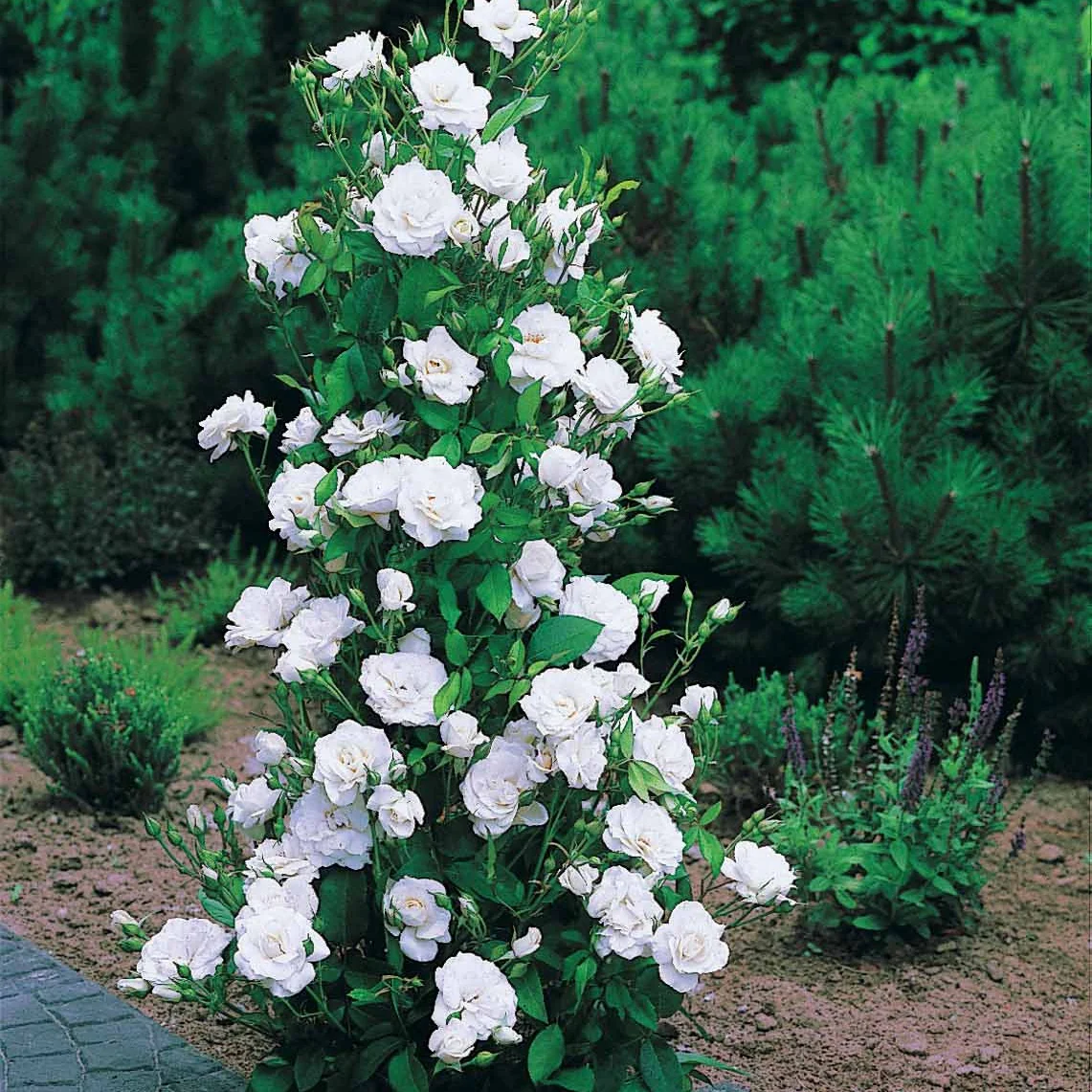 Collection de 4 Rosiers arbustes : Shalom, Korbin, Westerland, Handel - Image 5