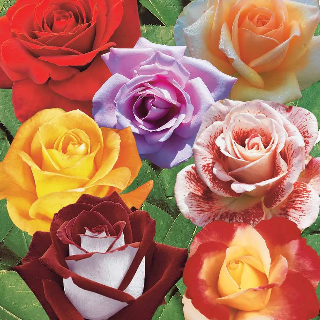 Collection de 7 Rosiers buissons - Image 2