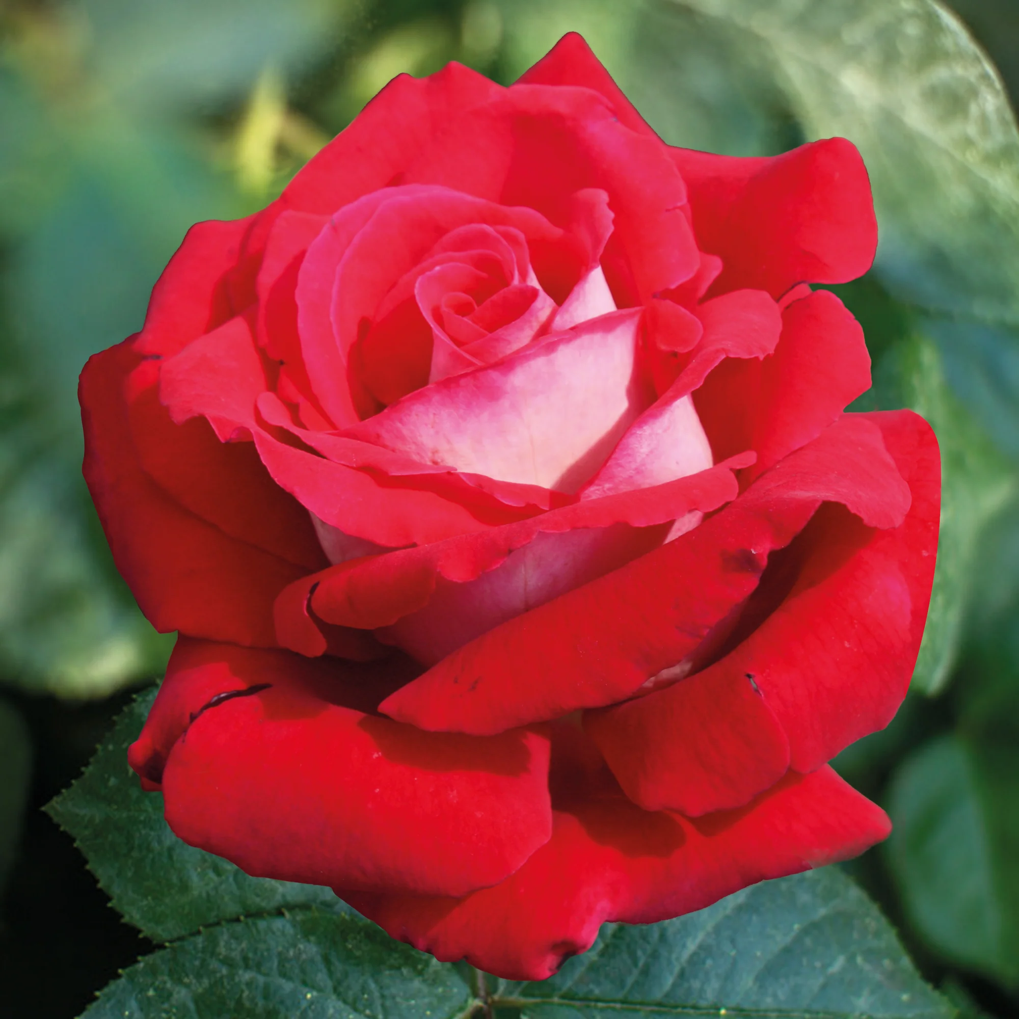 Collection de 7 Rosiers buissons - Image 3